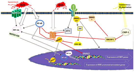 レチノール The Regulation of NFE2L2 (NRF2) Signalling and Epithelial-to