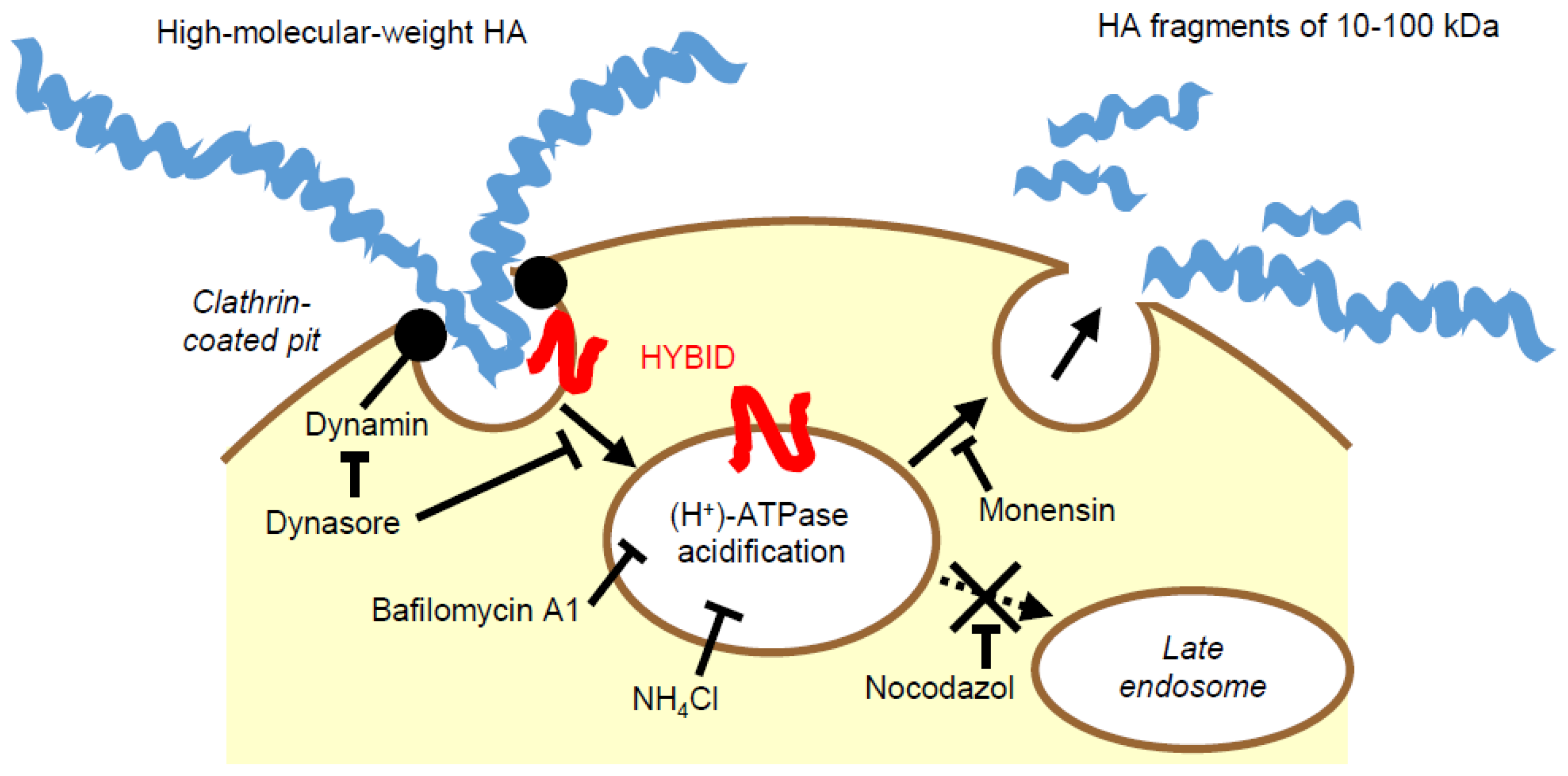 Ijms 20 05804 g002 Ijms 20 05804 g002