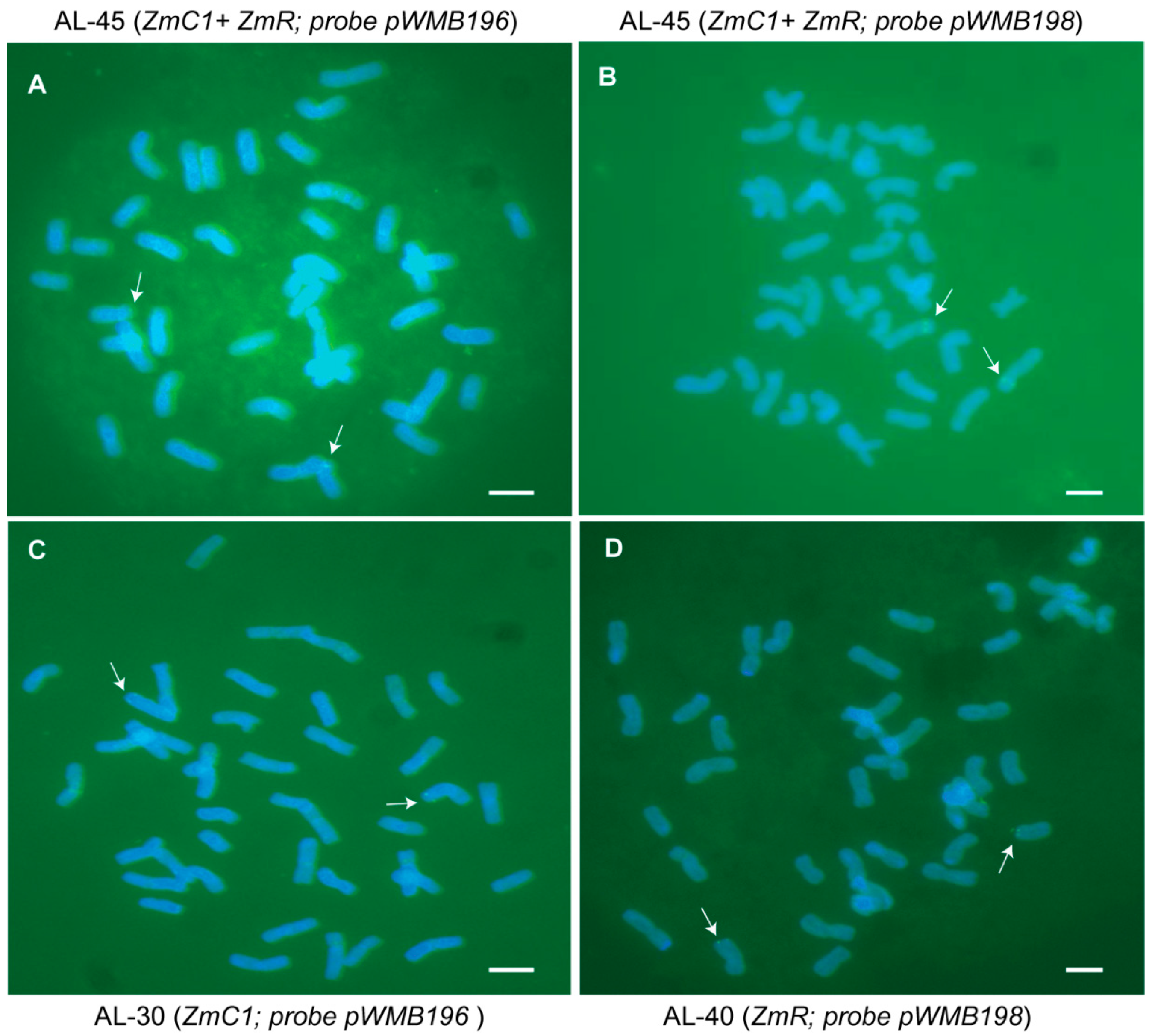 Ijms 20 05806 g003