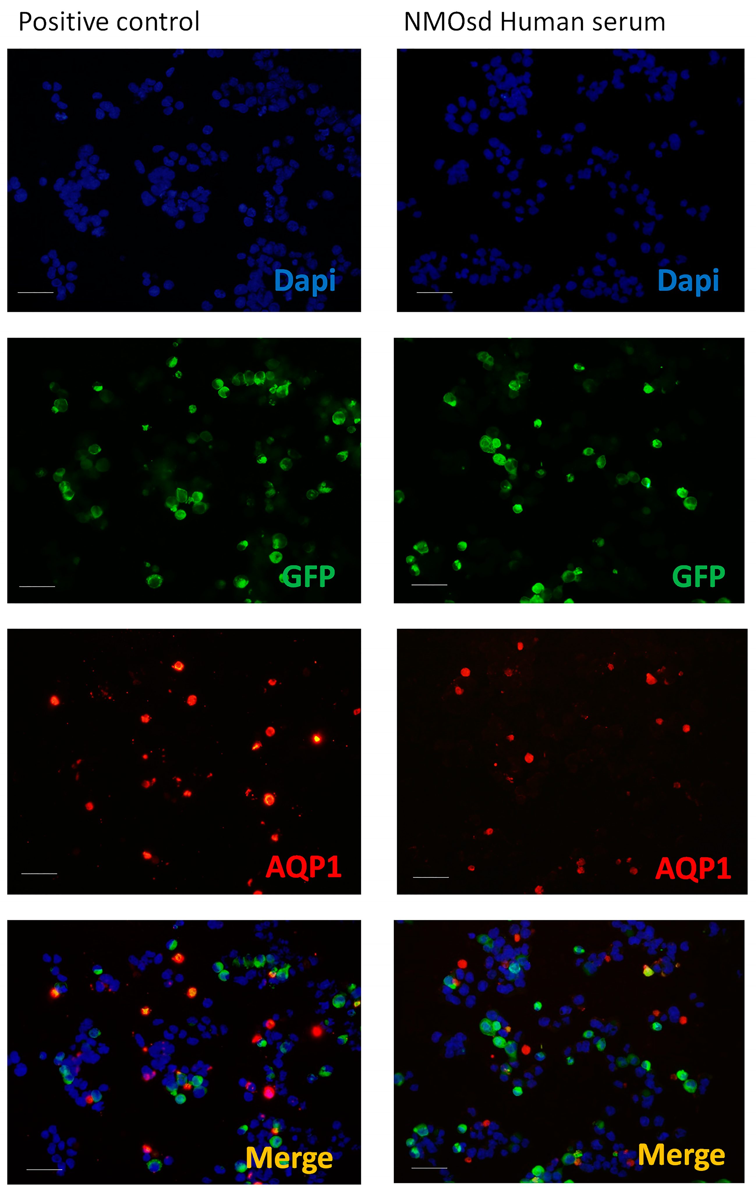 Ijms 20 05810 g003 Ijms 20 05810 g003