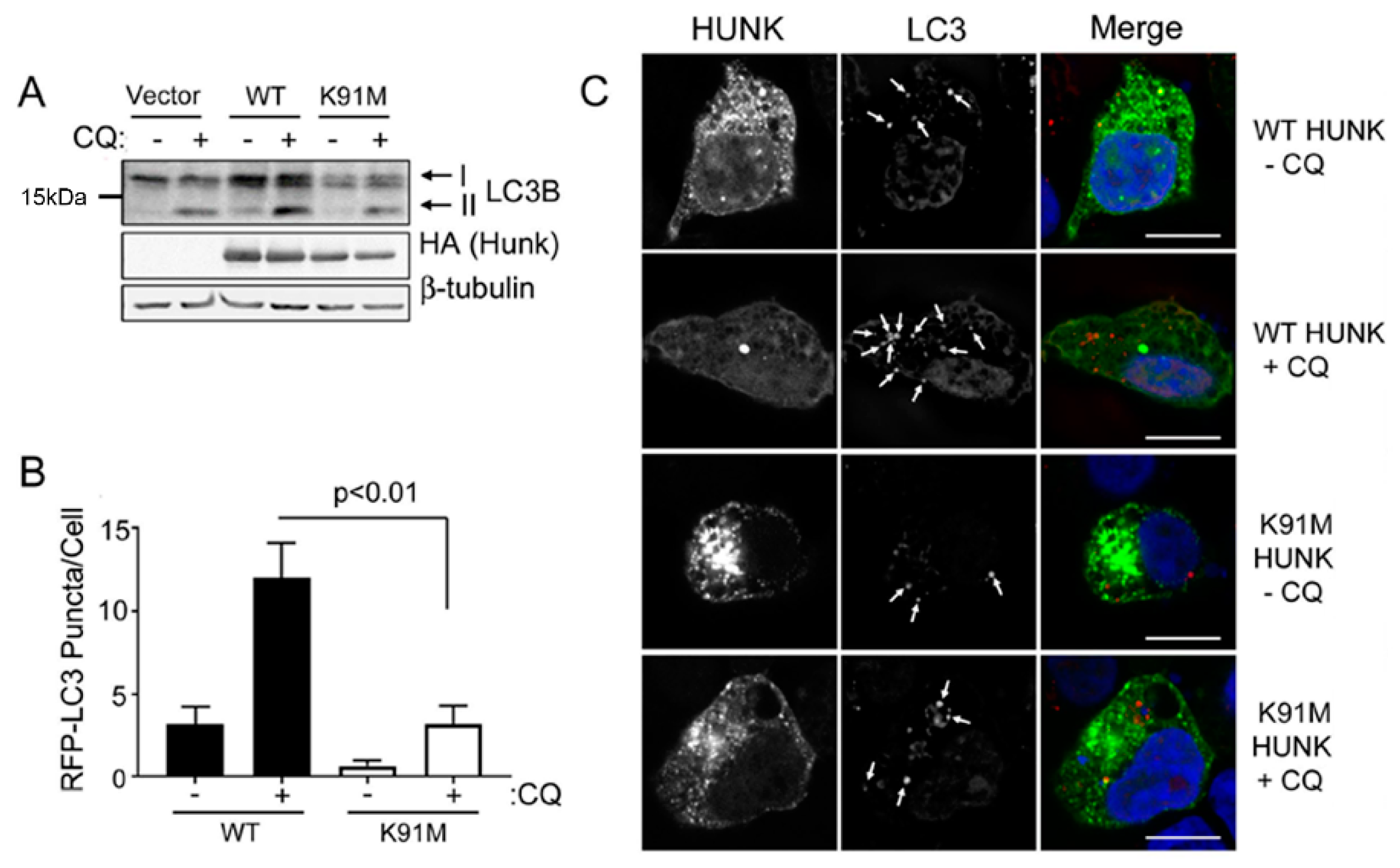 Ijms 20 05813 g001 Ijms 20 05813 g001