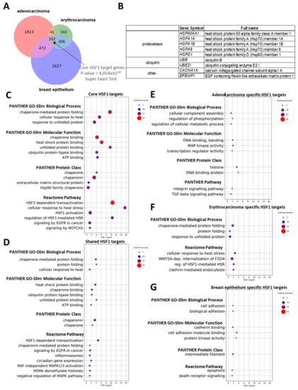 Immortal Cells Enduring Issues Claim Chart Answers