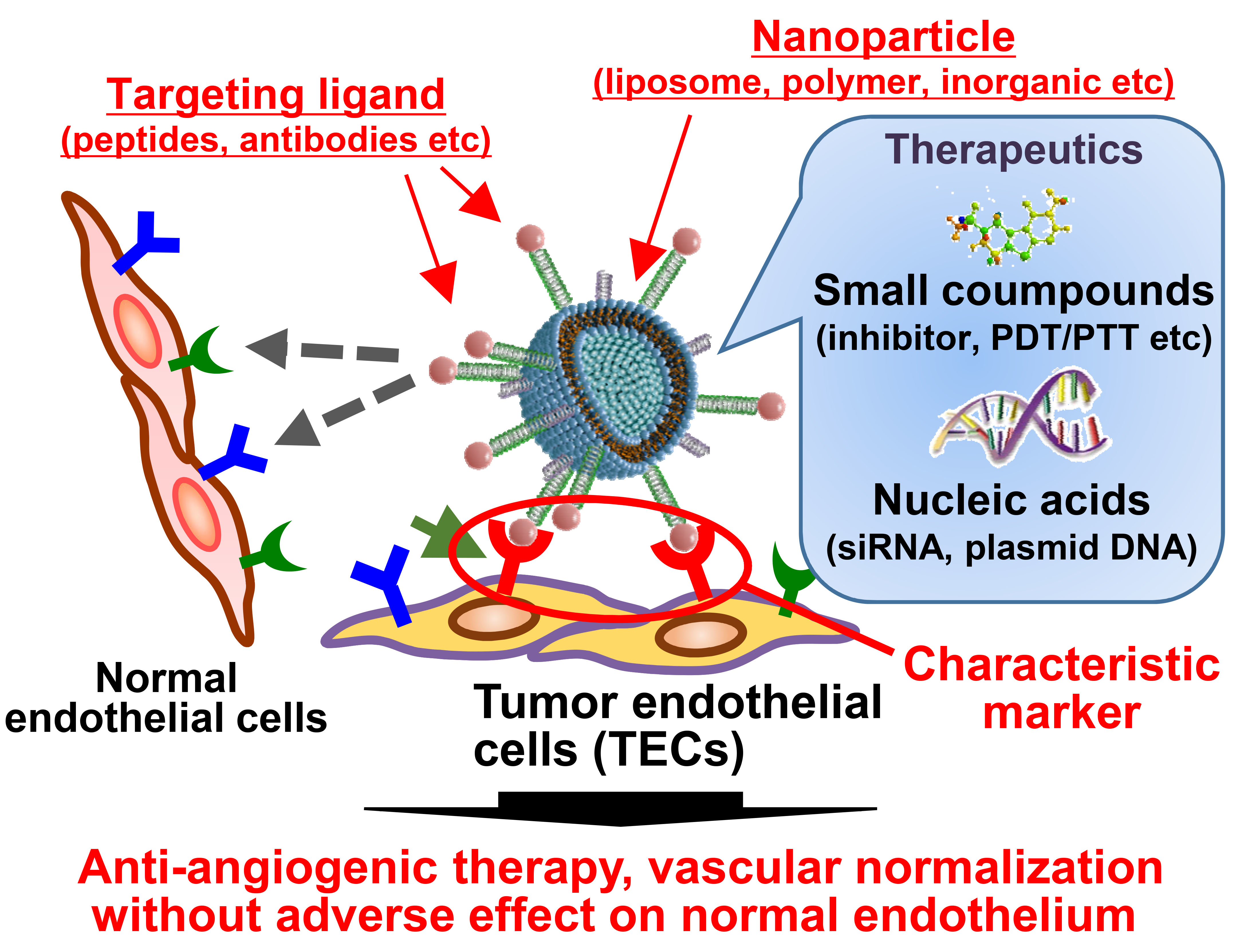IJMS Free FullText Targeting Tumor Endothelial Cells with