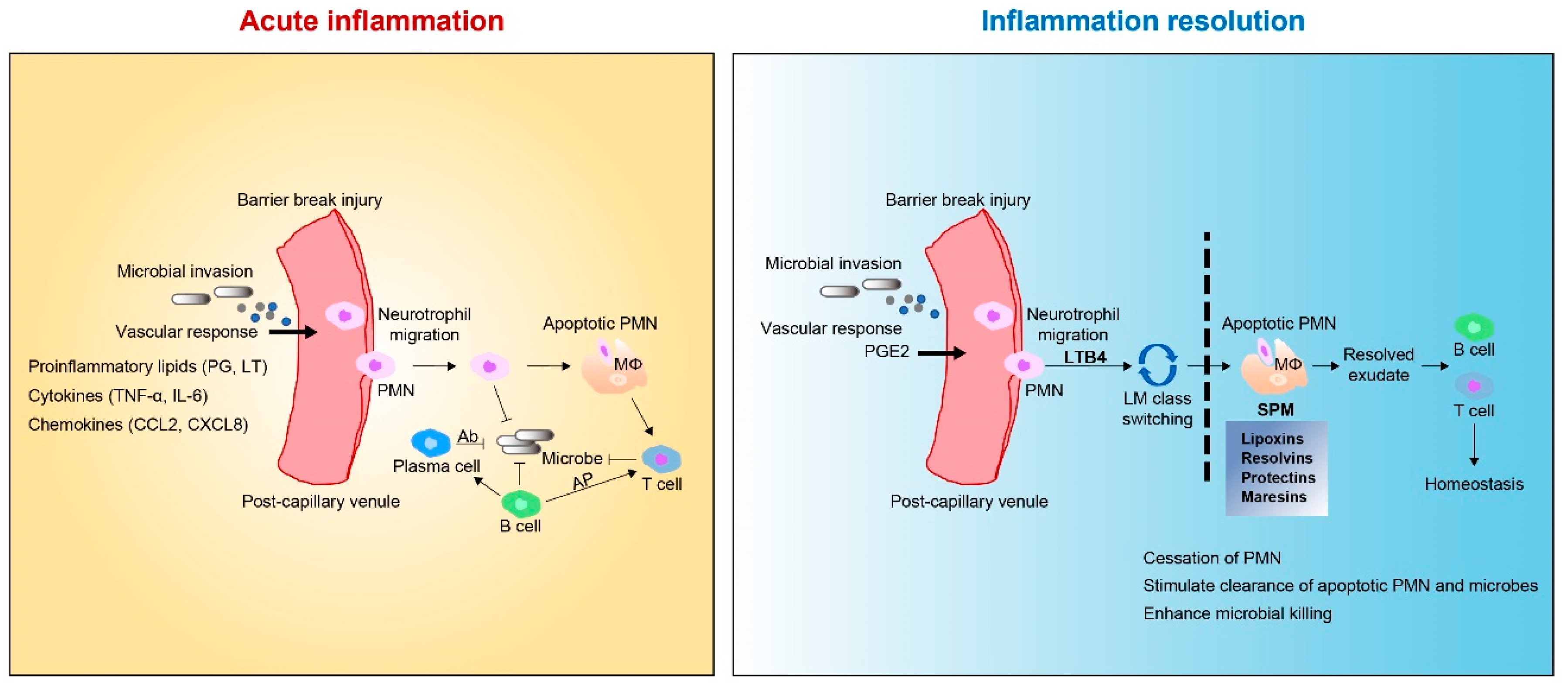 Ijms 20 05849 g002 Ijms 20 05849 g002