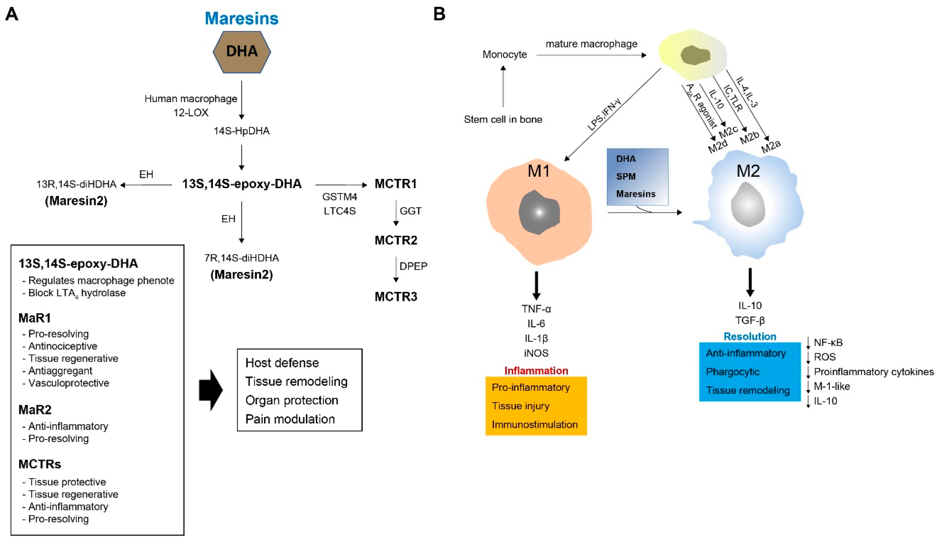 Ijms 20 05849 g003 Ijms 20 05849 g003