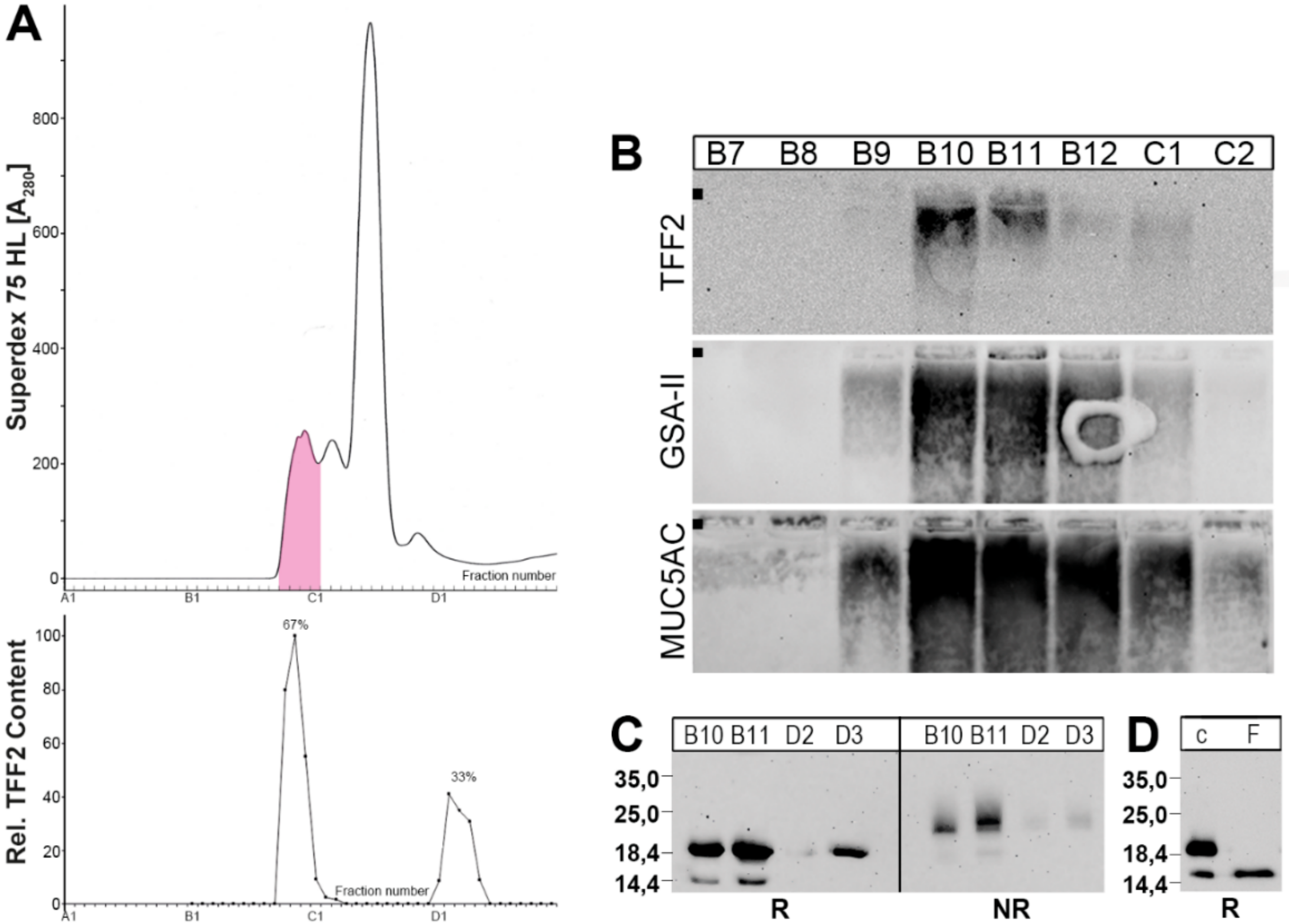 Ijms Free Full Text Different Forms Of Tff2 A Lectin Of The Human Gastric Mucus Barrier In Vitro Binding Studies Html Ijms Free Full Text Different Forms Of Tff2 A Lectin Of The Human Gastric Mucus Barrier In Vitro Binding Studies Html