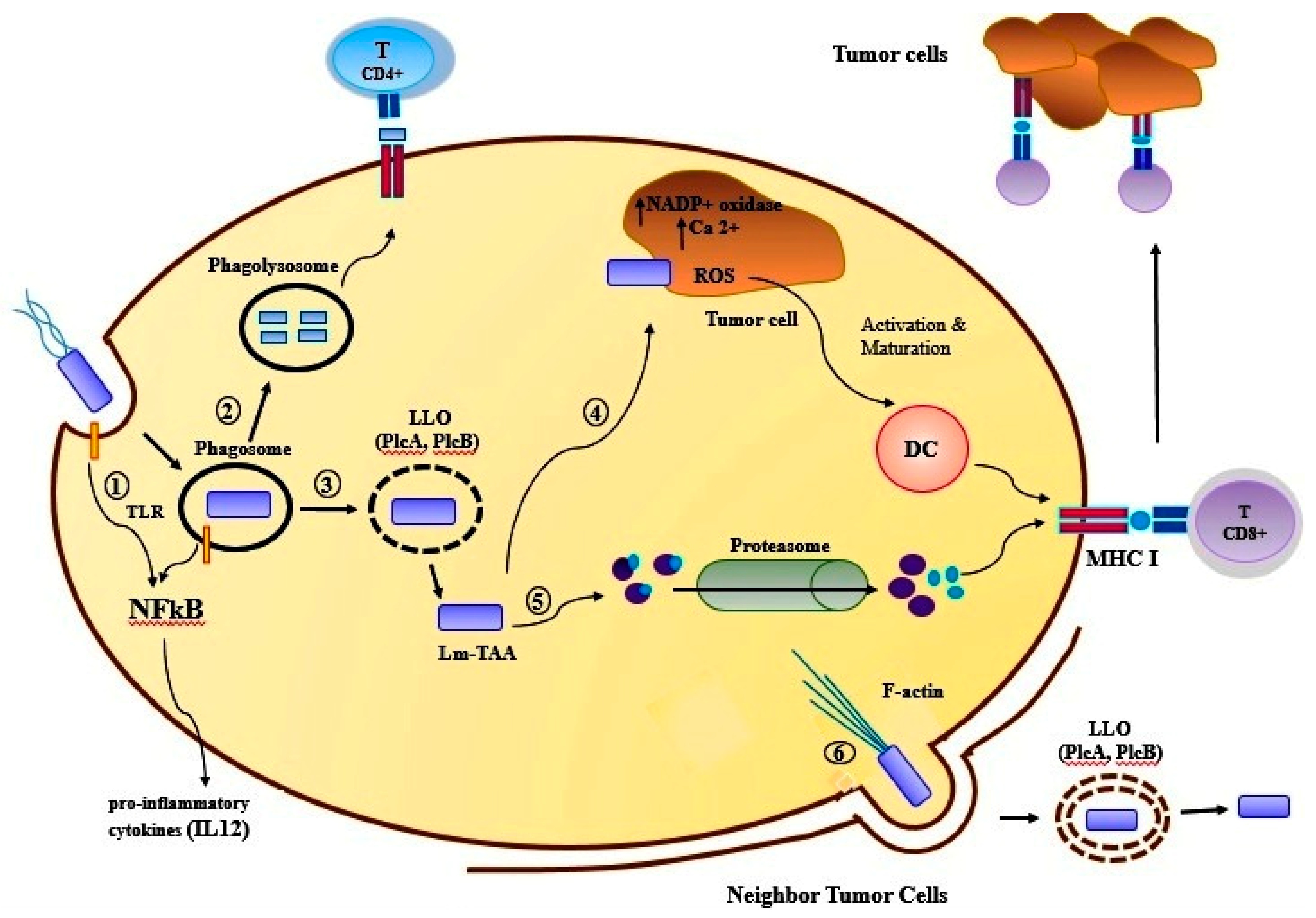 Ijms 20 05880 g002 Ijms 20 05880 g002