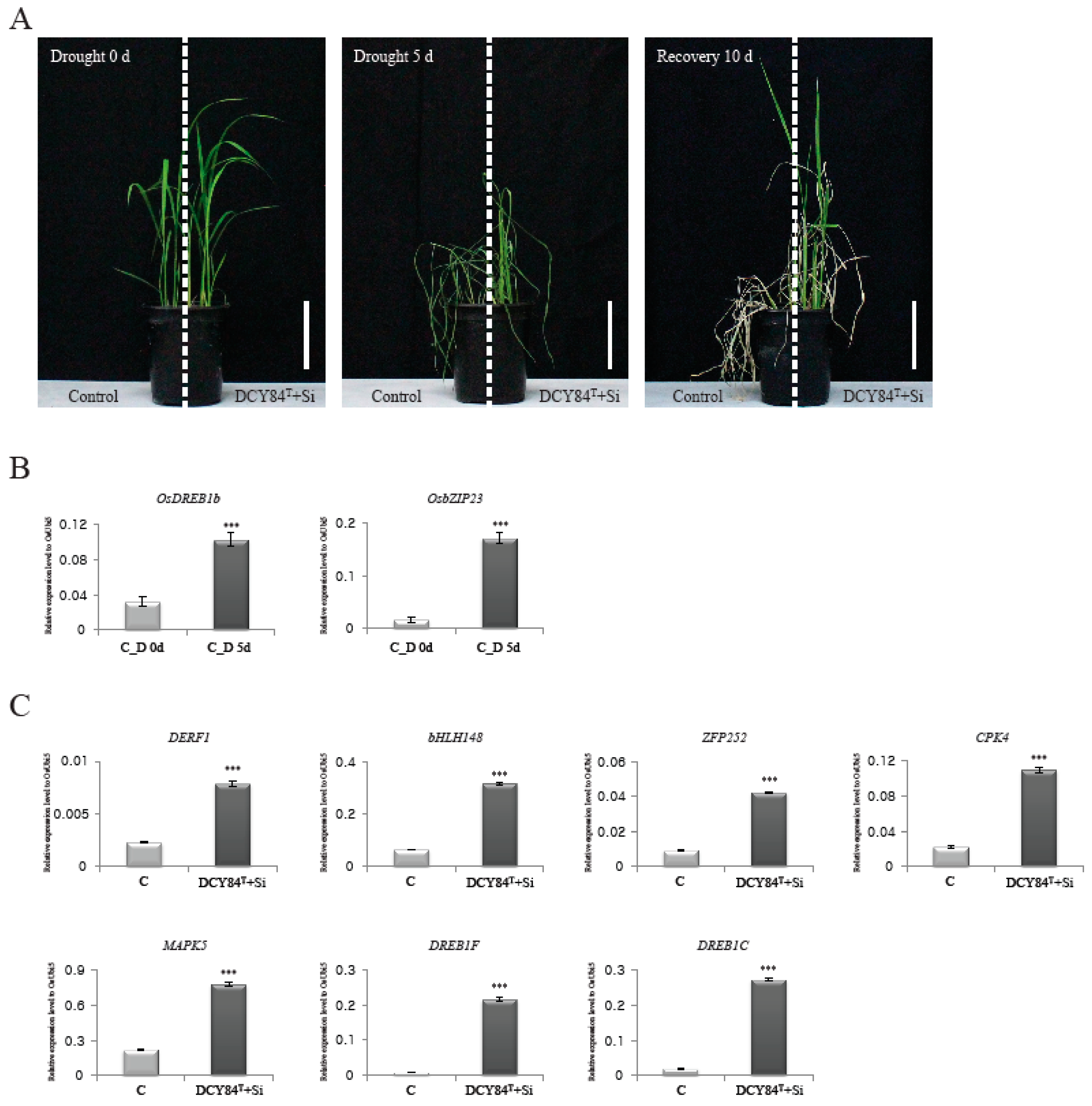 Ijms 20 05883 g004 Ijms 20 05883 g004