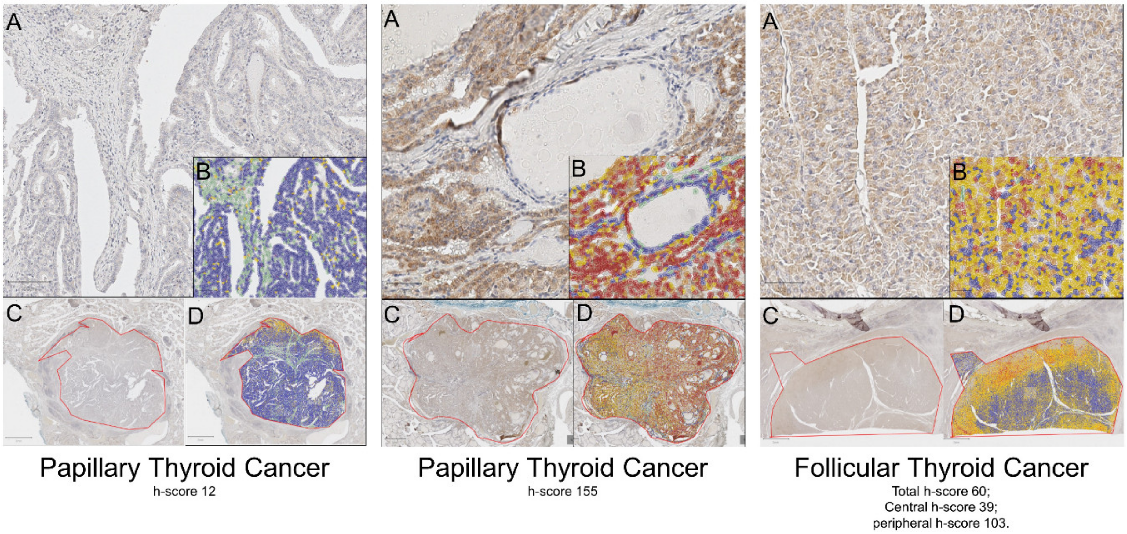Ijms 20 05924 g0a2 Ijms 20 05924 g0a2