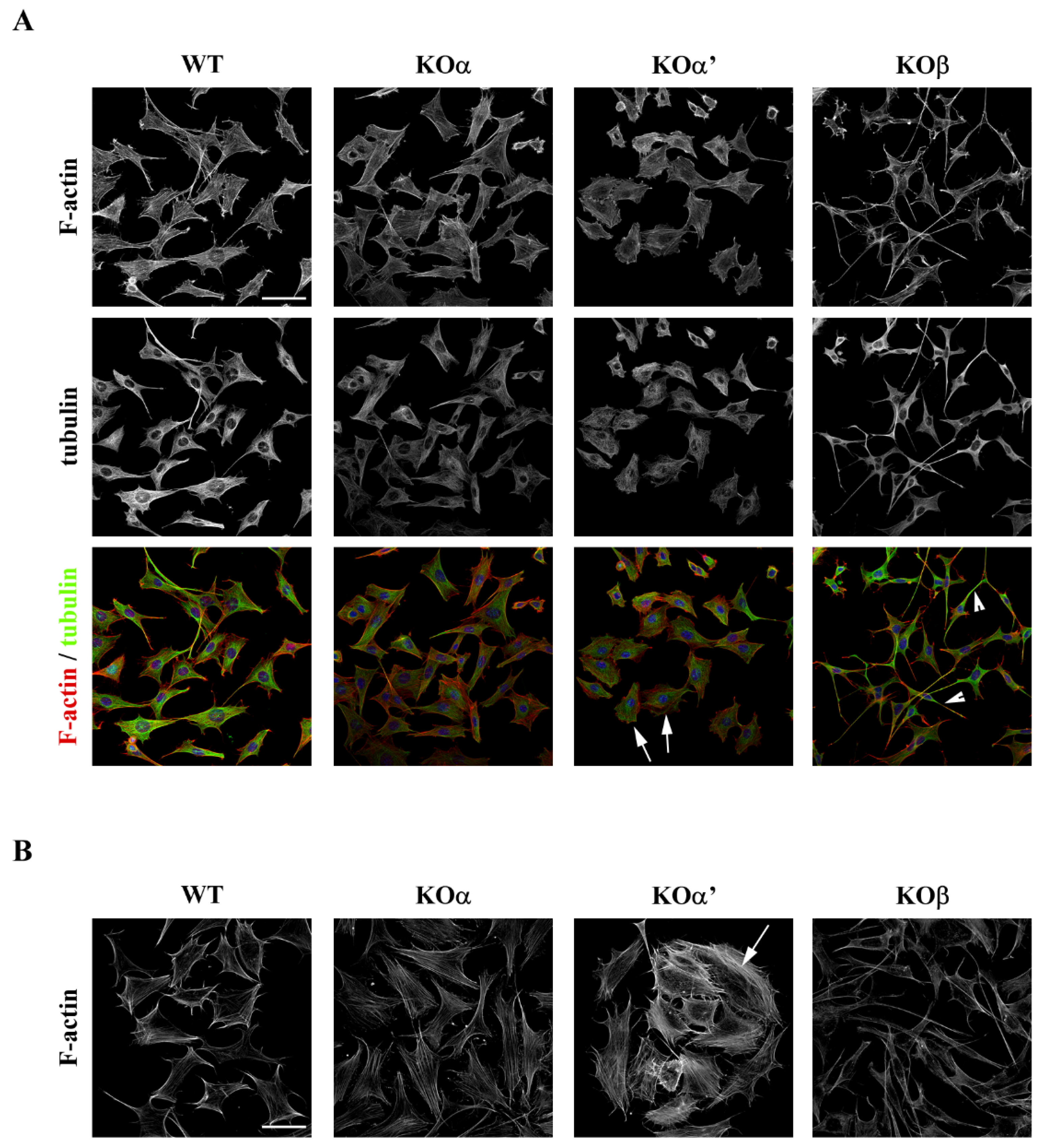 Ijms 20 05951 g004 Ijms 20 05951 g004