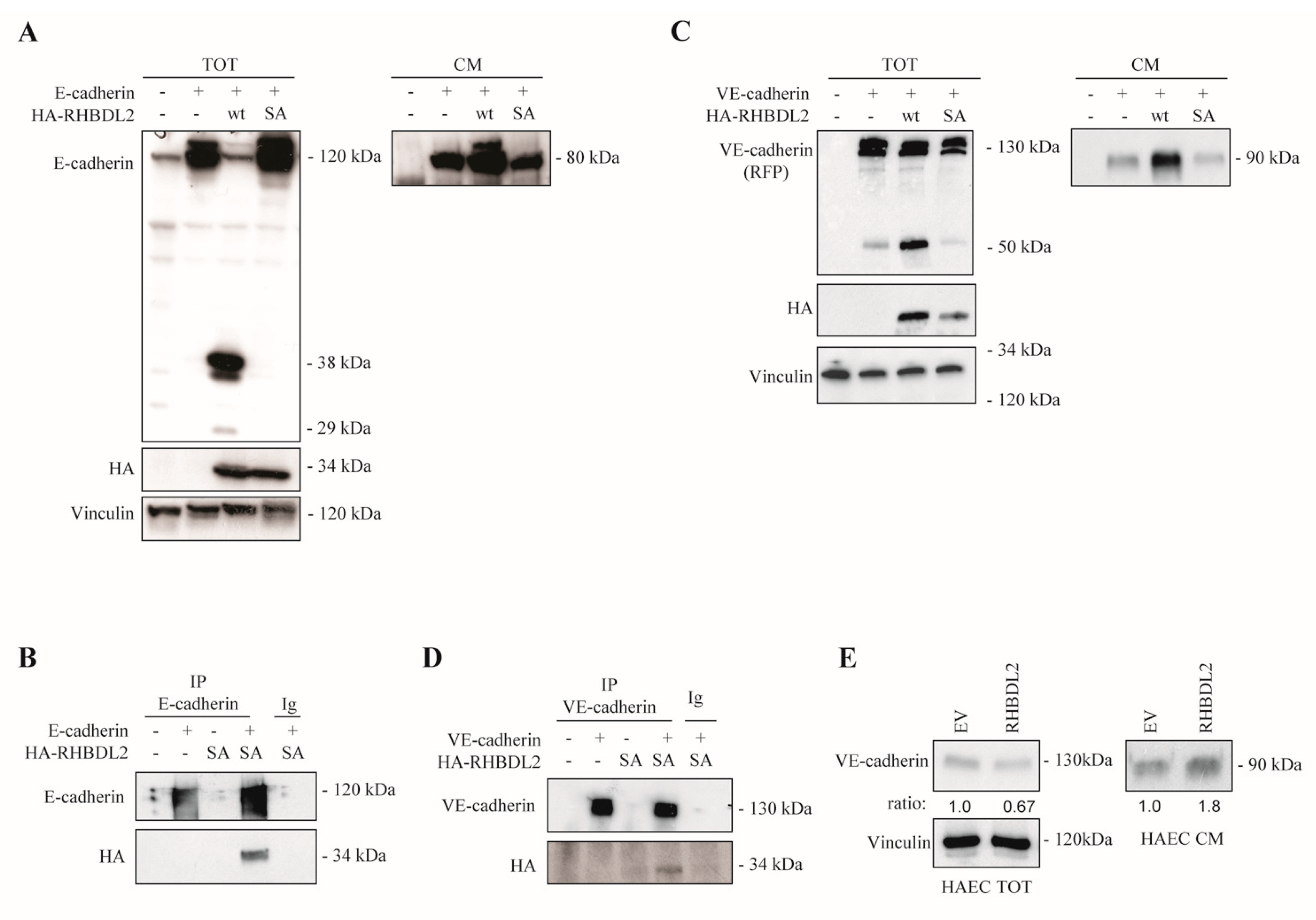 Ijms 20 05958 g004 Ijms 20 05958 g004