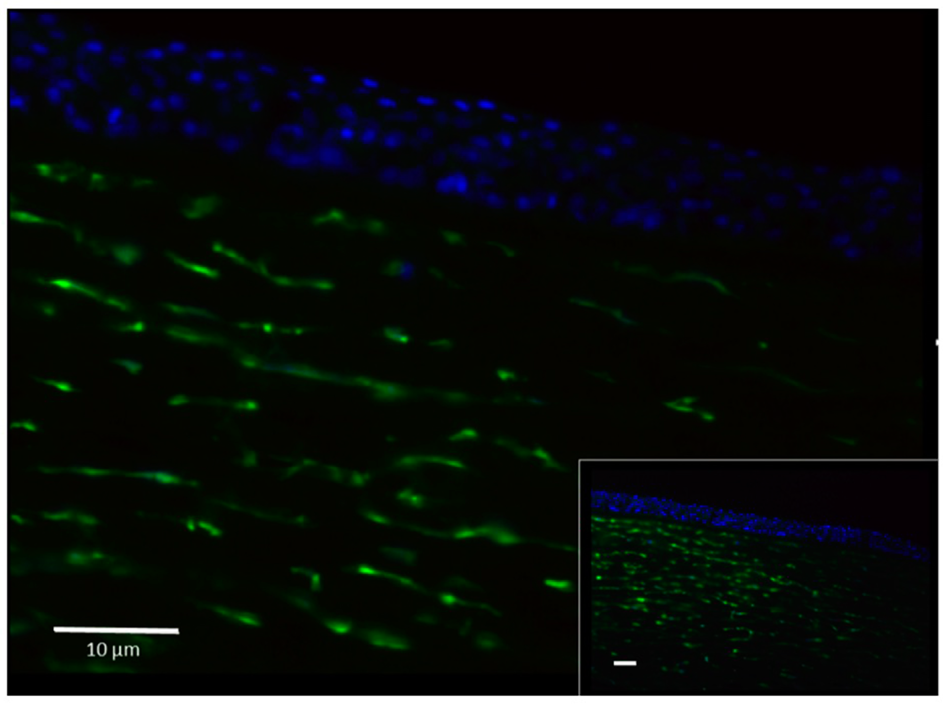 Ijms 20 05963 g001 Ijms 20 05963 g001