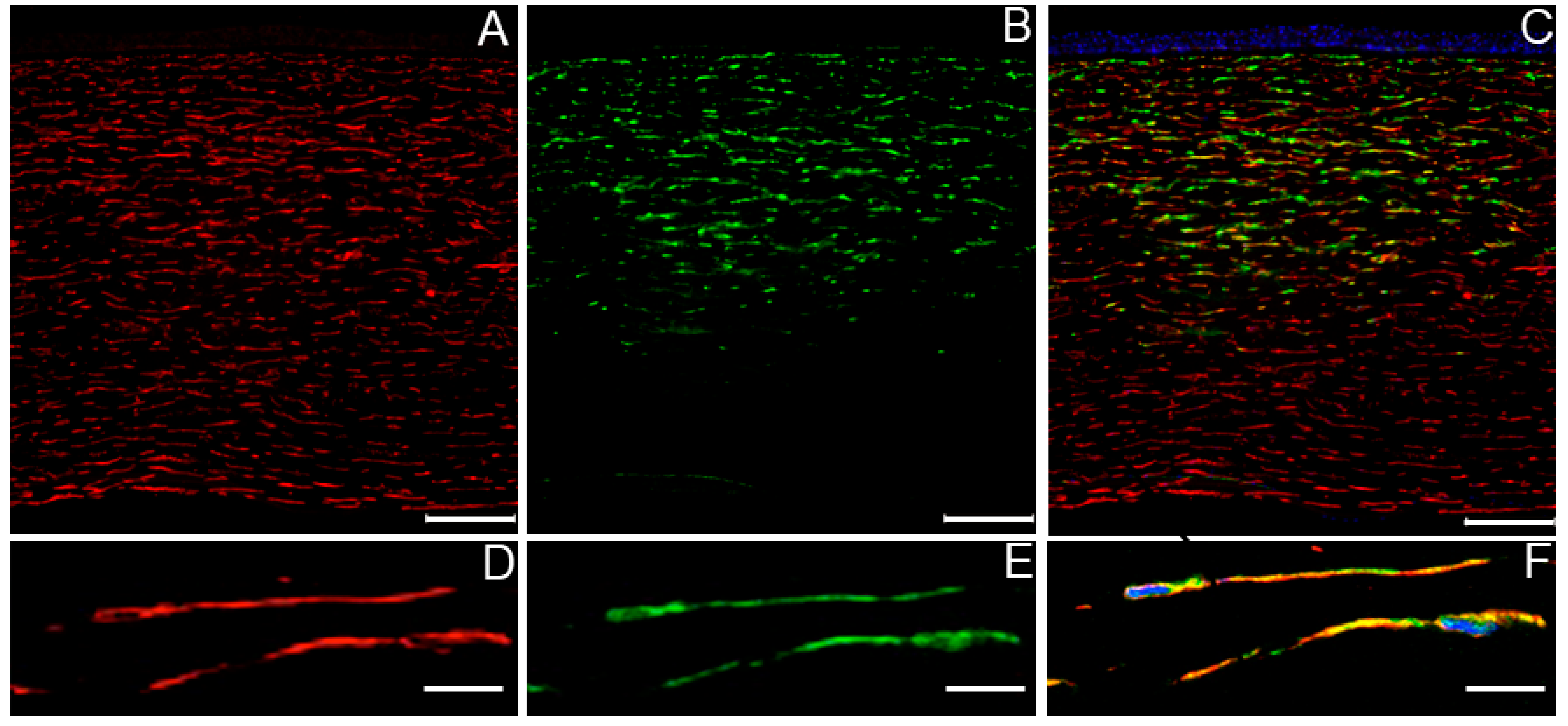 Ijms 20 05963 g003 Ijms 20 05963 g003