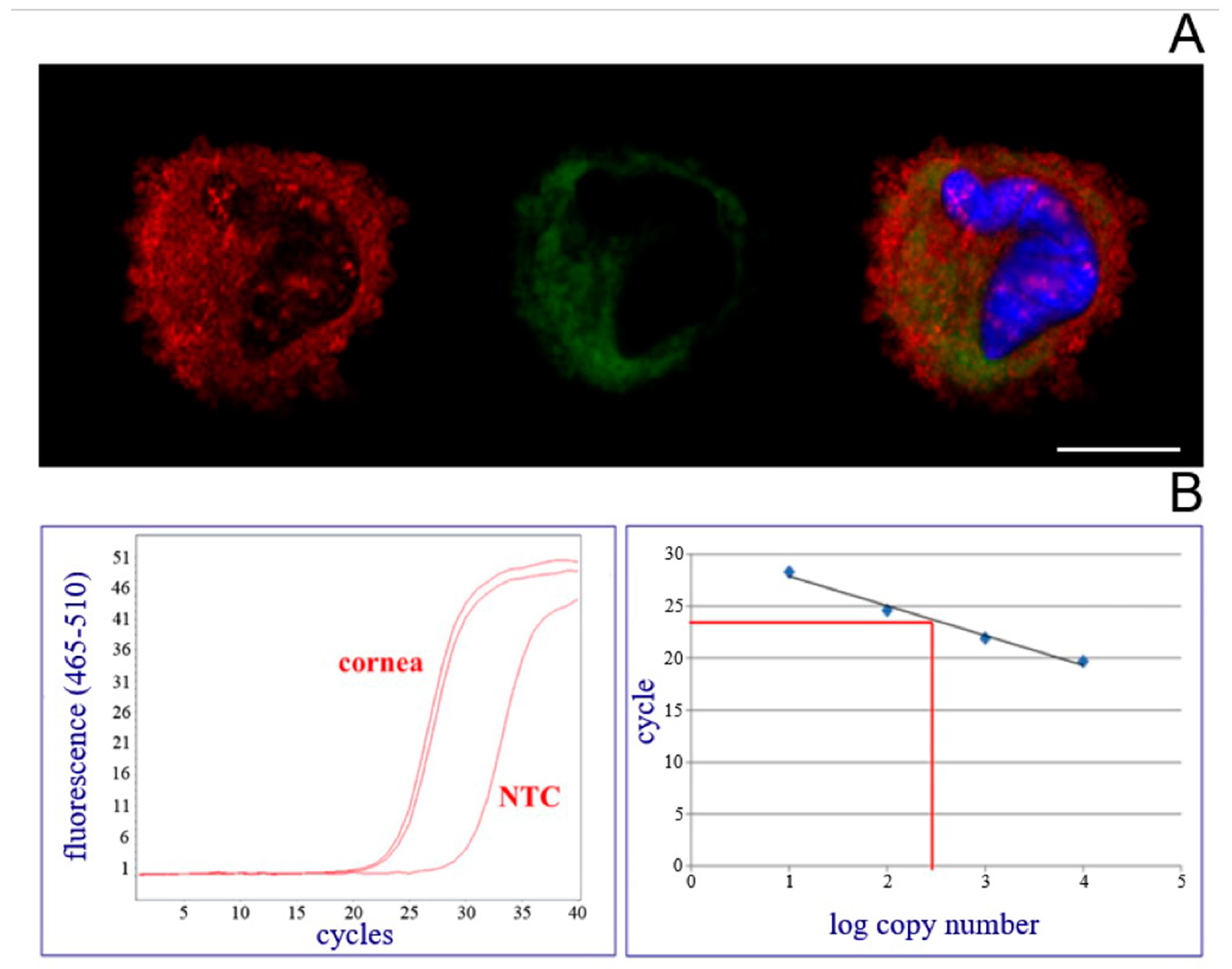 Ijms 20 05963 g004 Ijms 20 05963 g004