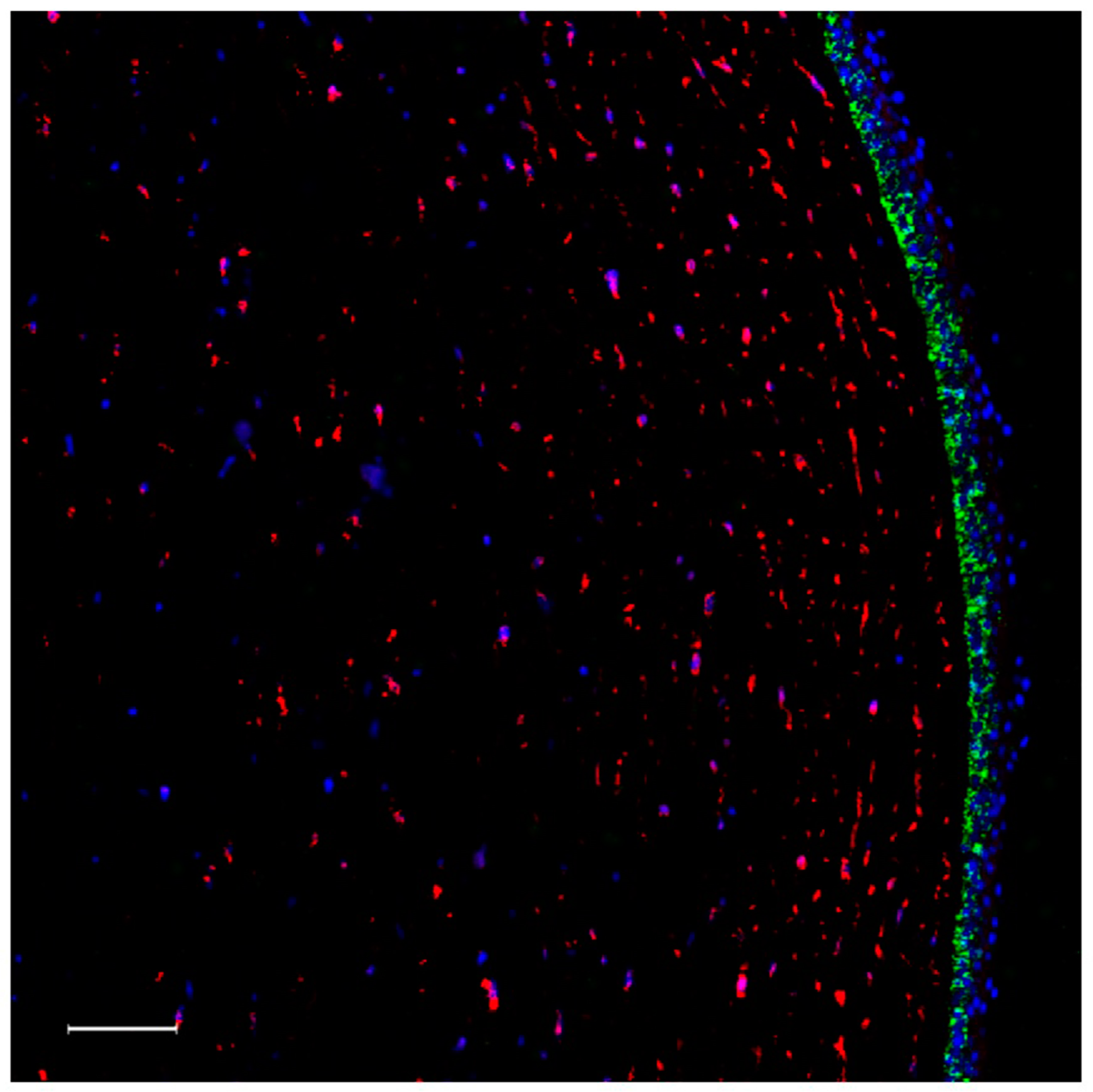 Ijms 20 05963 g006 Ijms 20 05963 g006