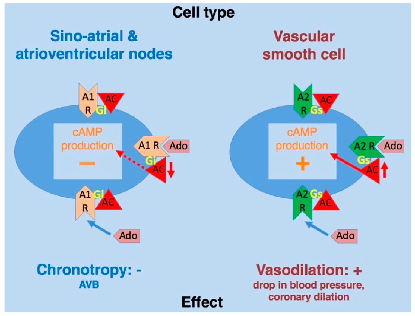 Ijms 20 05964 g002 Ijms 20 05964 g002