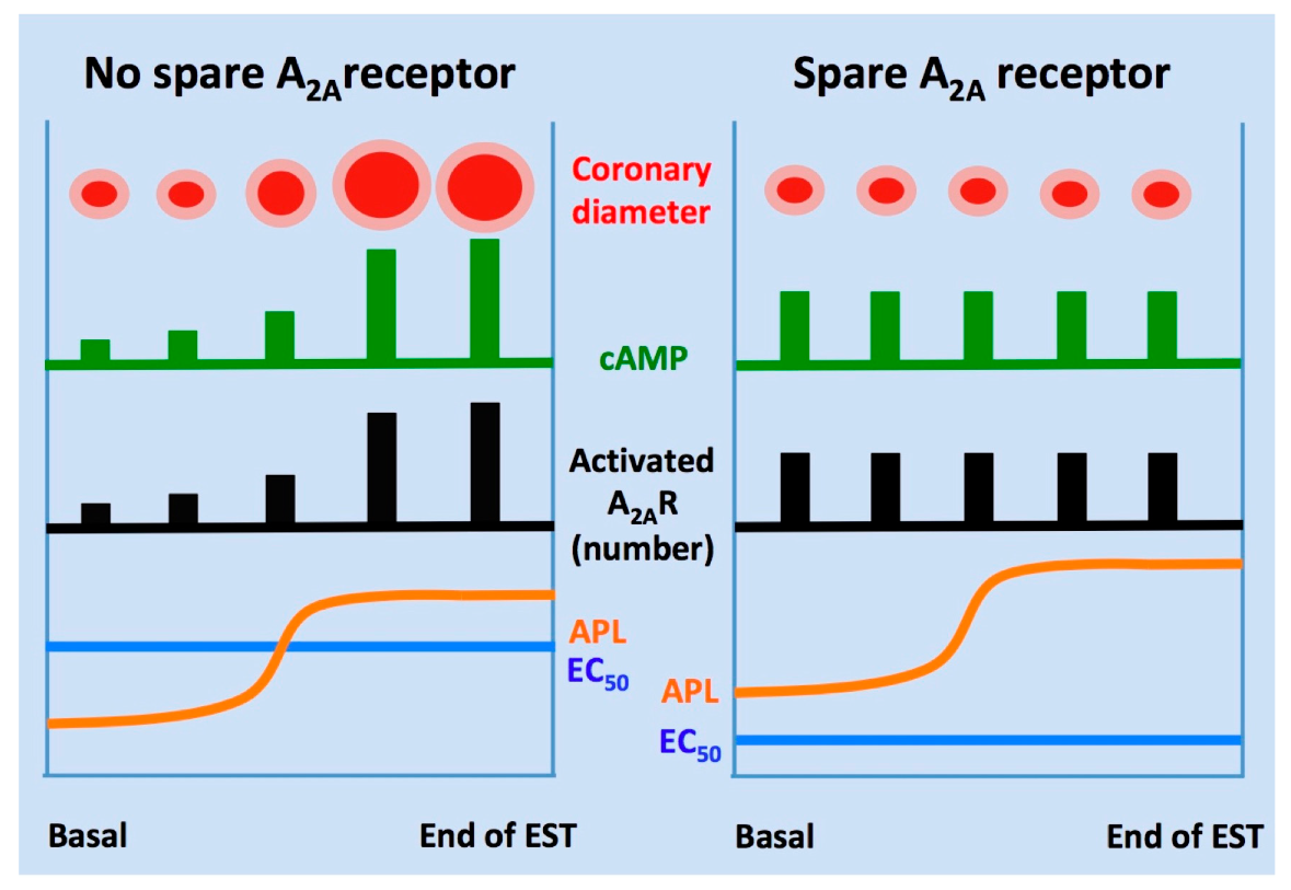 Ijms 20 05964 g004 Ijms 20 05964 g004