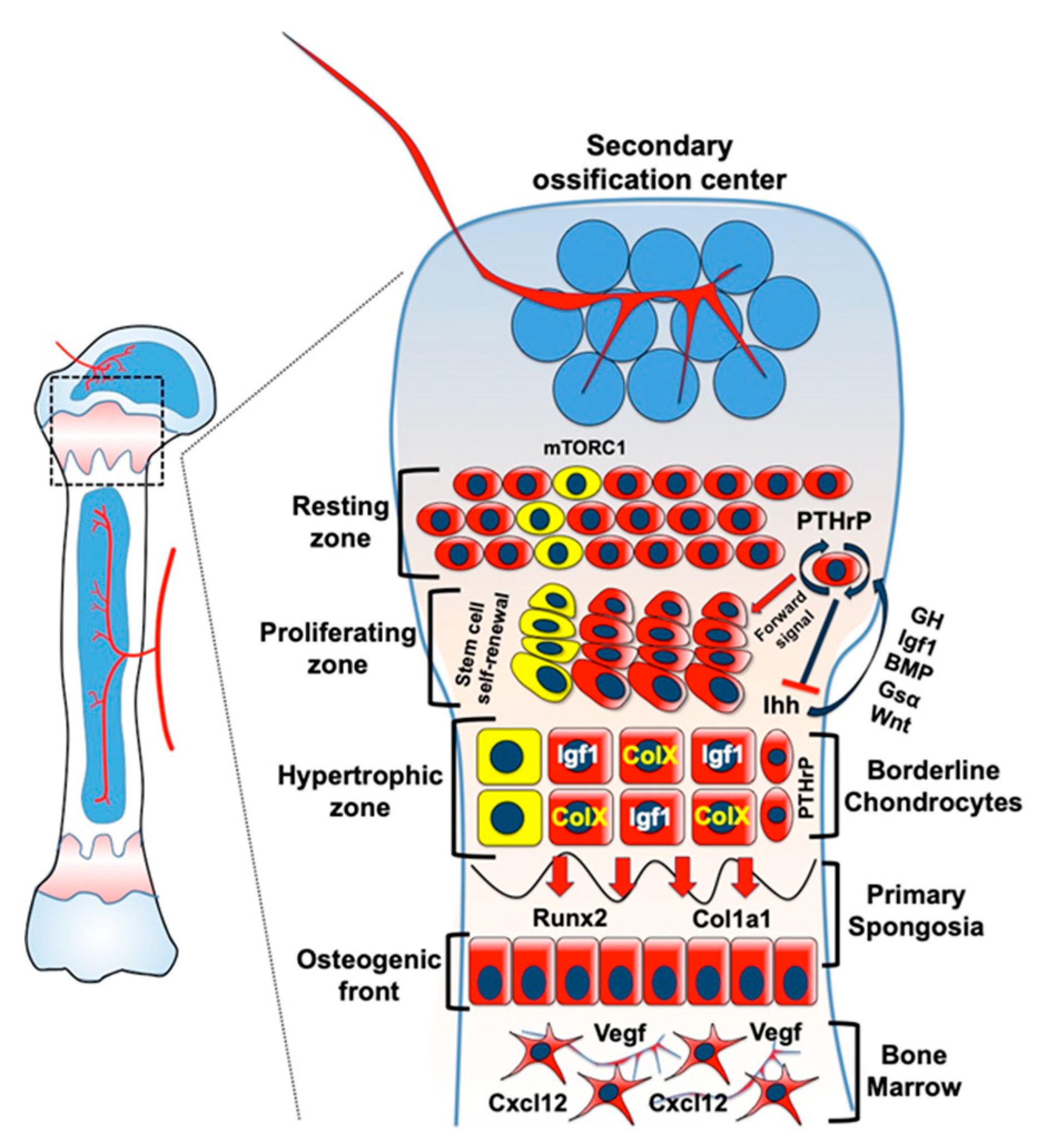 Chondrocytes & Cartilage: The Bone Cell Mystery Solved! - am5b06o