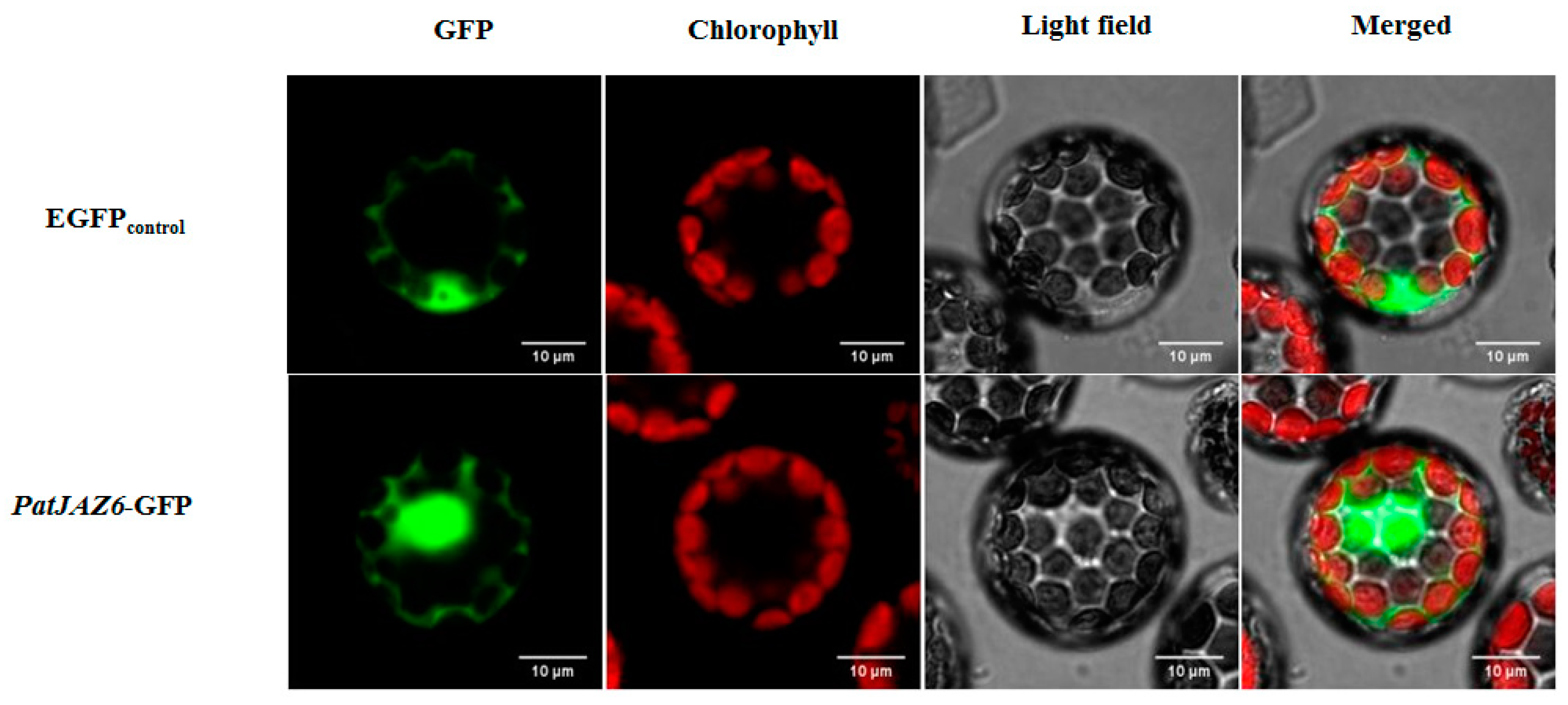 Ijms 20 06038 g002 Ijms 20 06038 g002