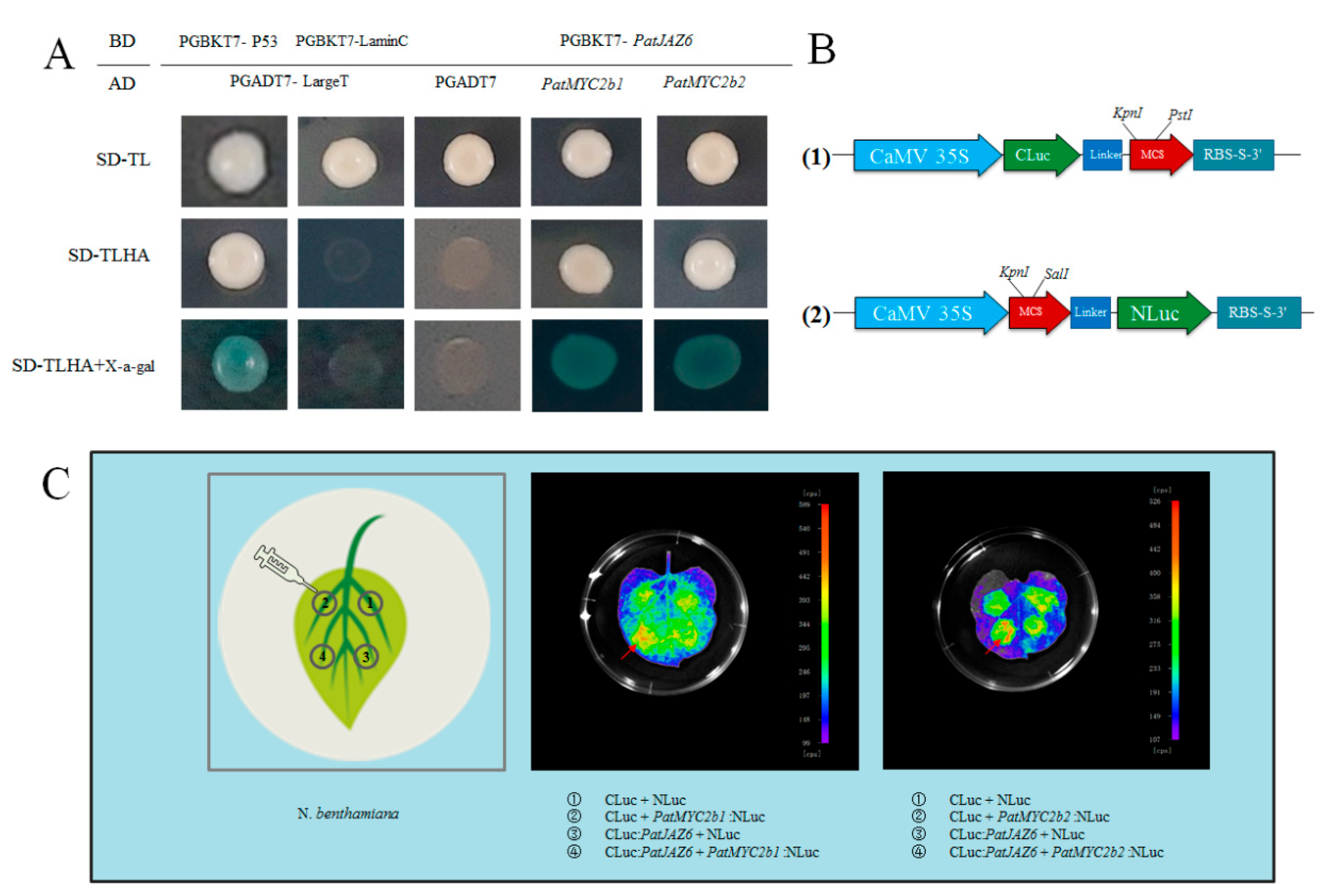 Ijms 20 06038 g003 Ijms 20 06038 g003