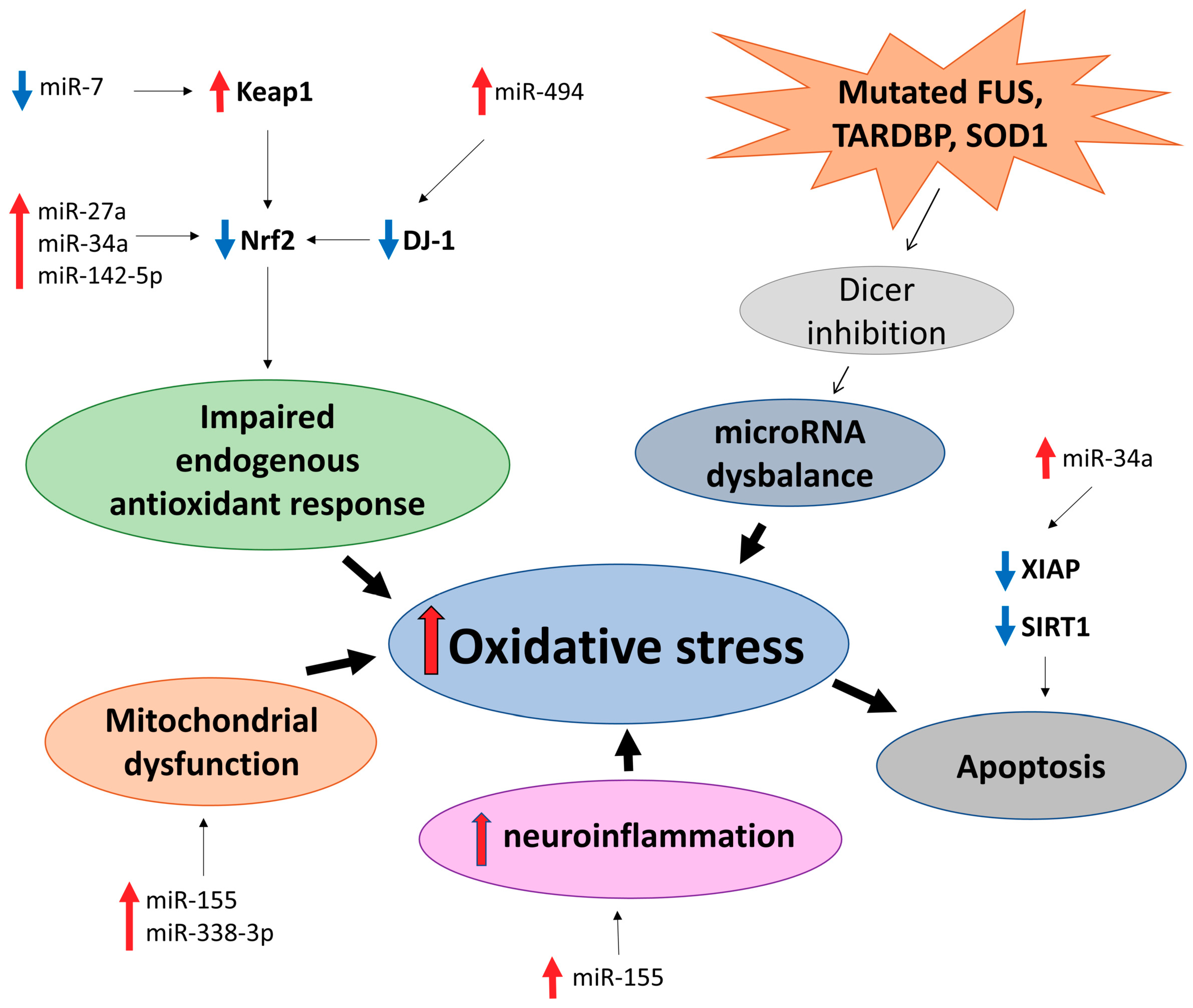 IJMS Free FullText Interplay between MicroRNAs and Oxidative