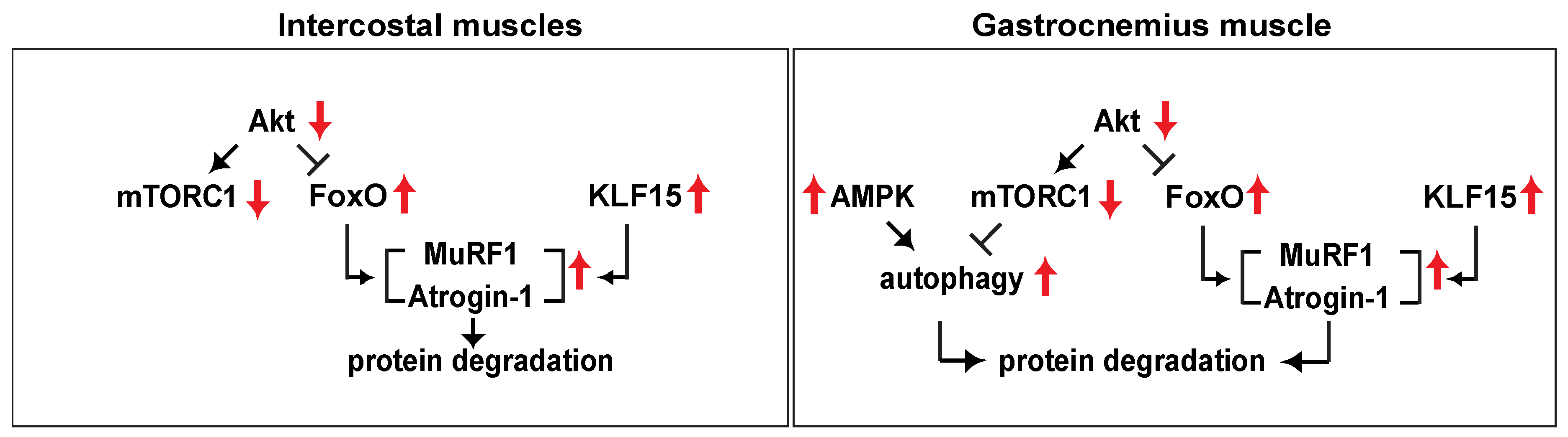 Analysis of the Molecular Signaling Signatures Biology Diagrams