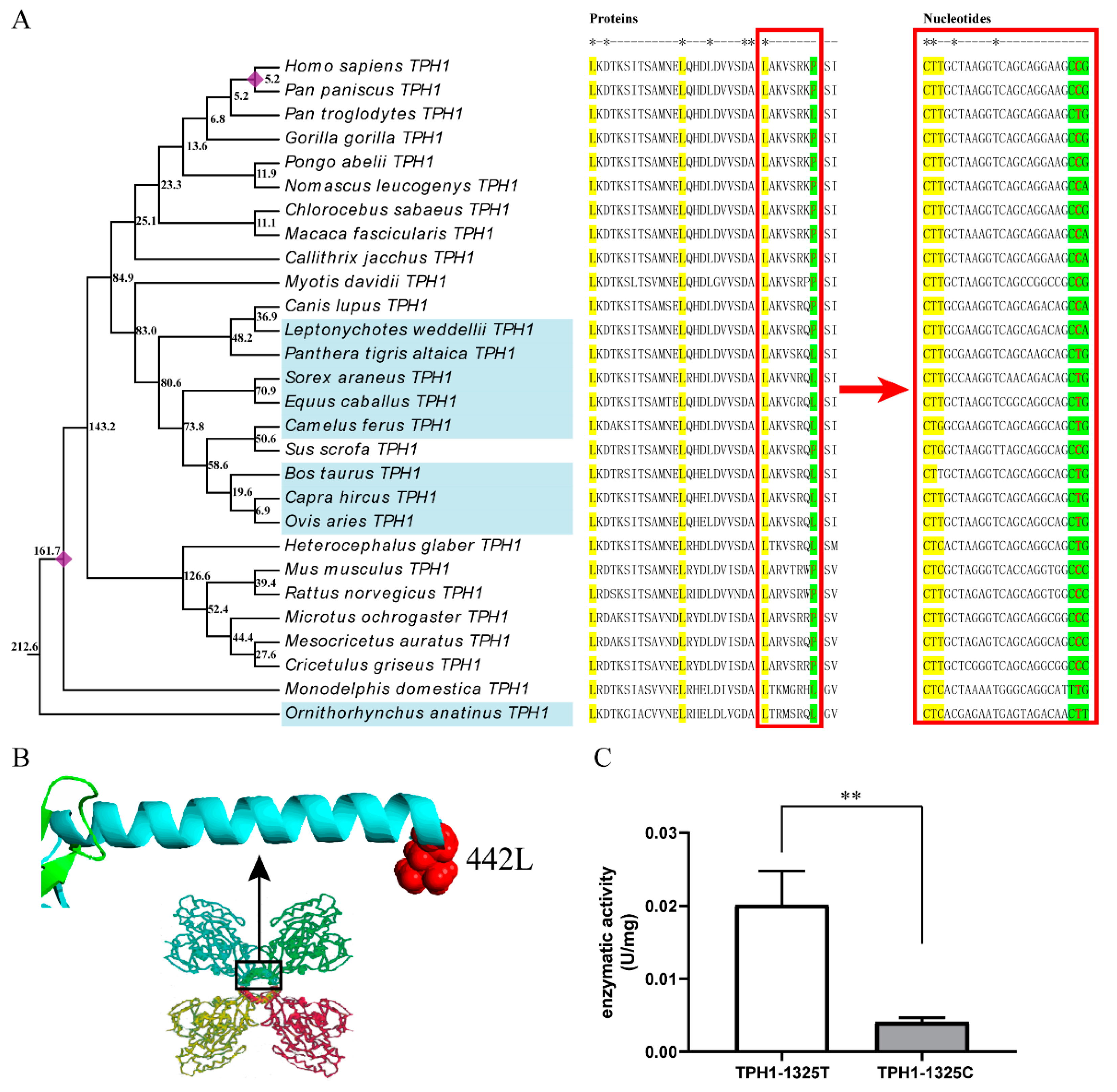 An Ancient Mutation in the TPH1 Gene is Consistent with the