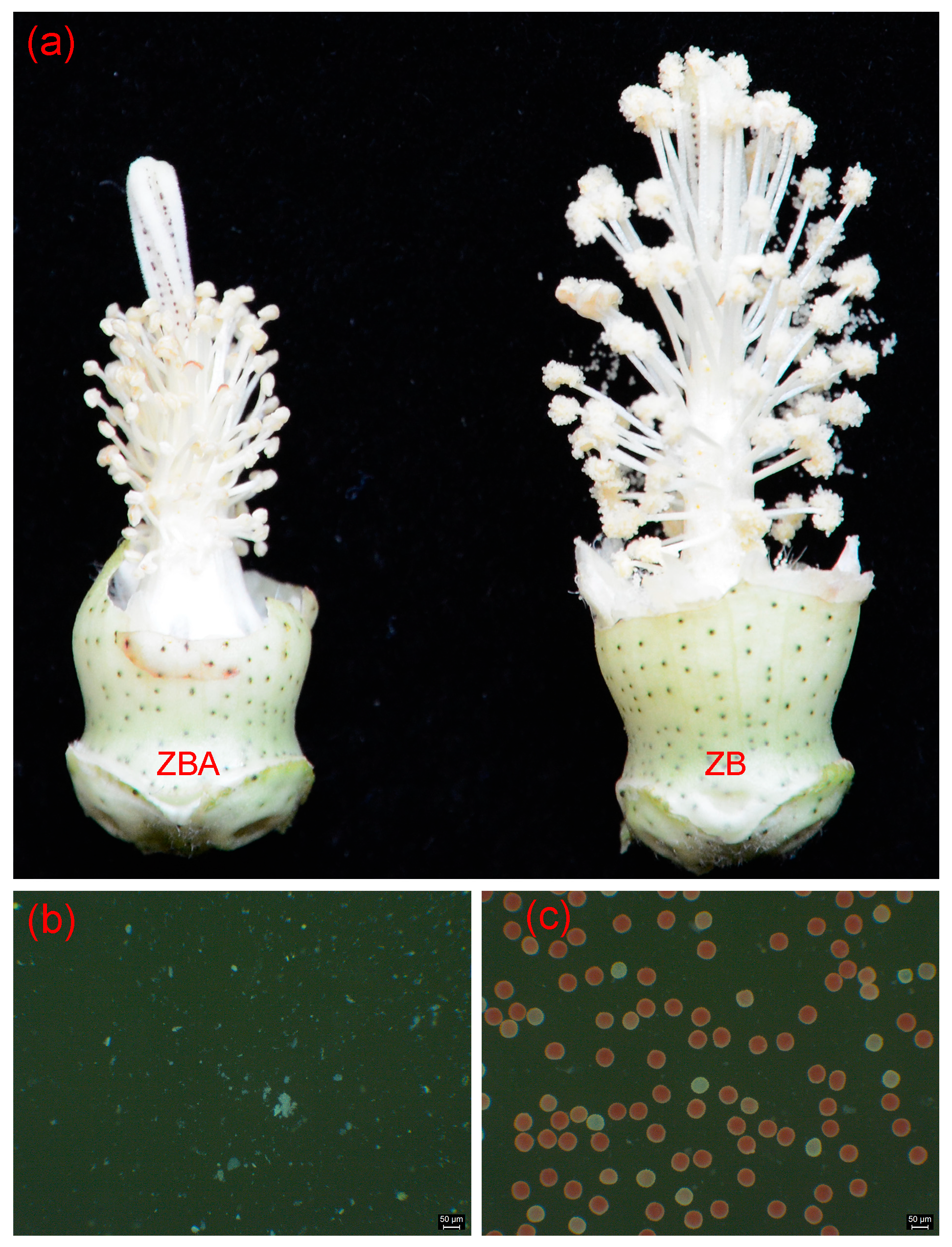 Ijms 20 06070 g001 Ijms 20 06070 g001