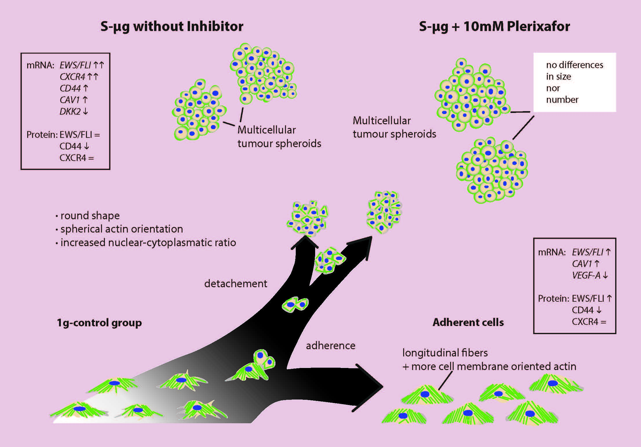 what causes papillary cancer