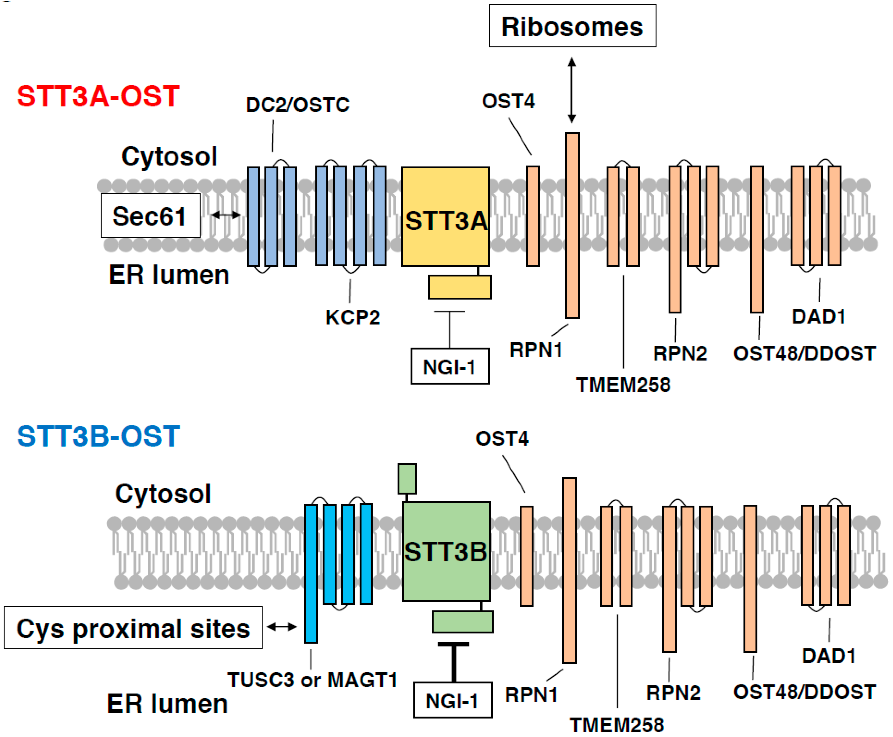 Ijms 20 06074 g002