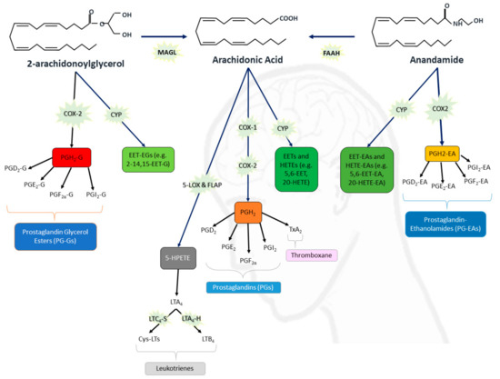 Review The Interplay between the Endocannabinoid System, Epilepsy and ...