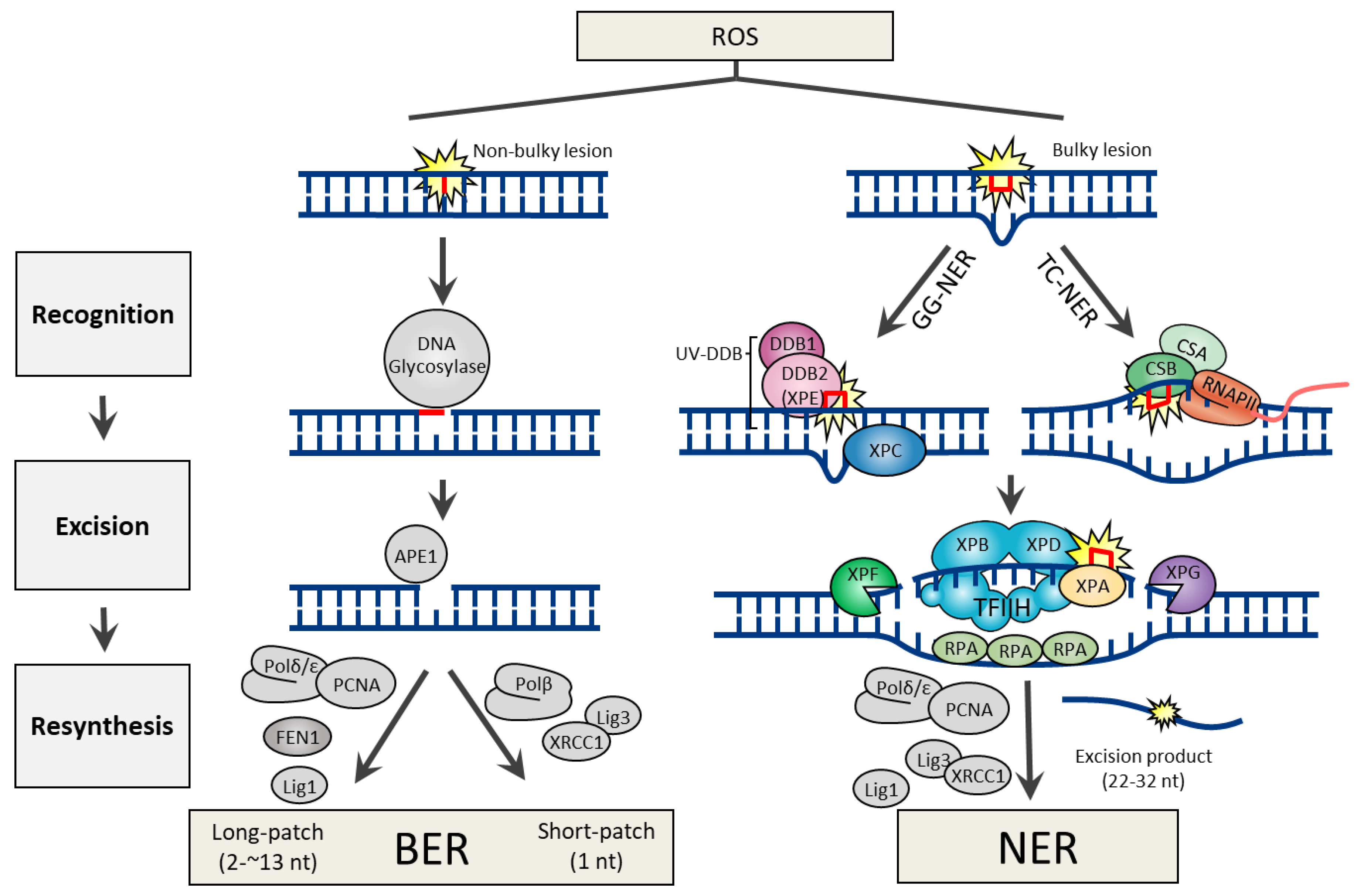 Nucleotide Excision Repair Of Dna Damage