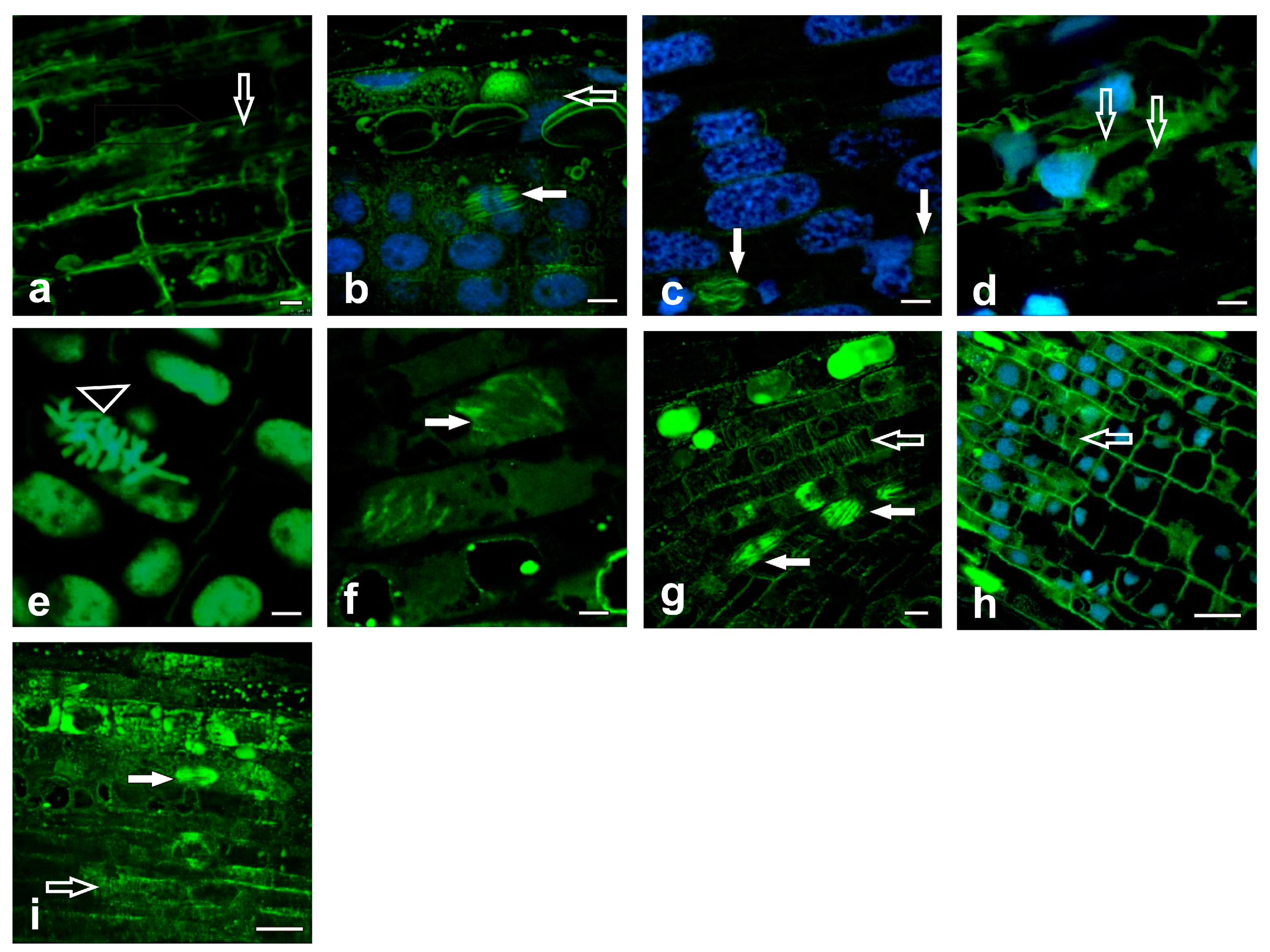 Ijms 20 06099 g005