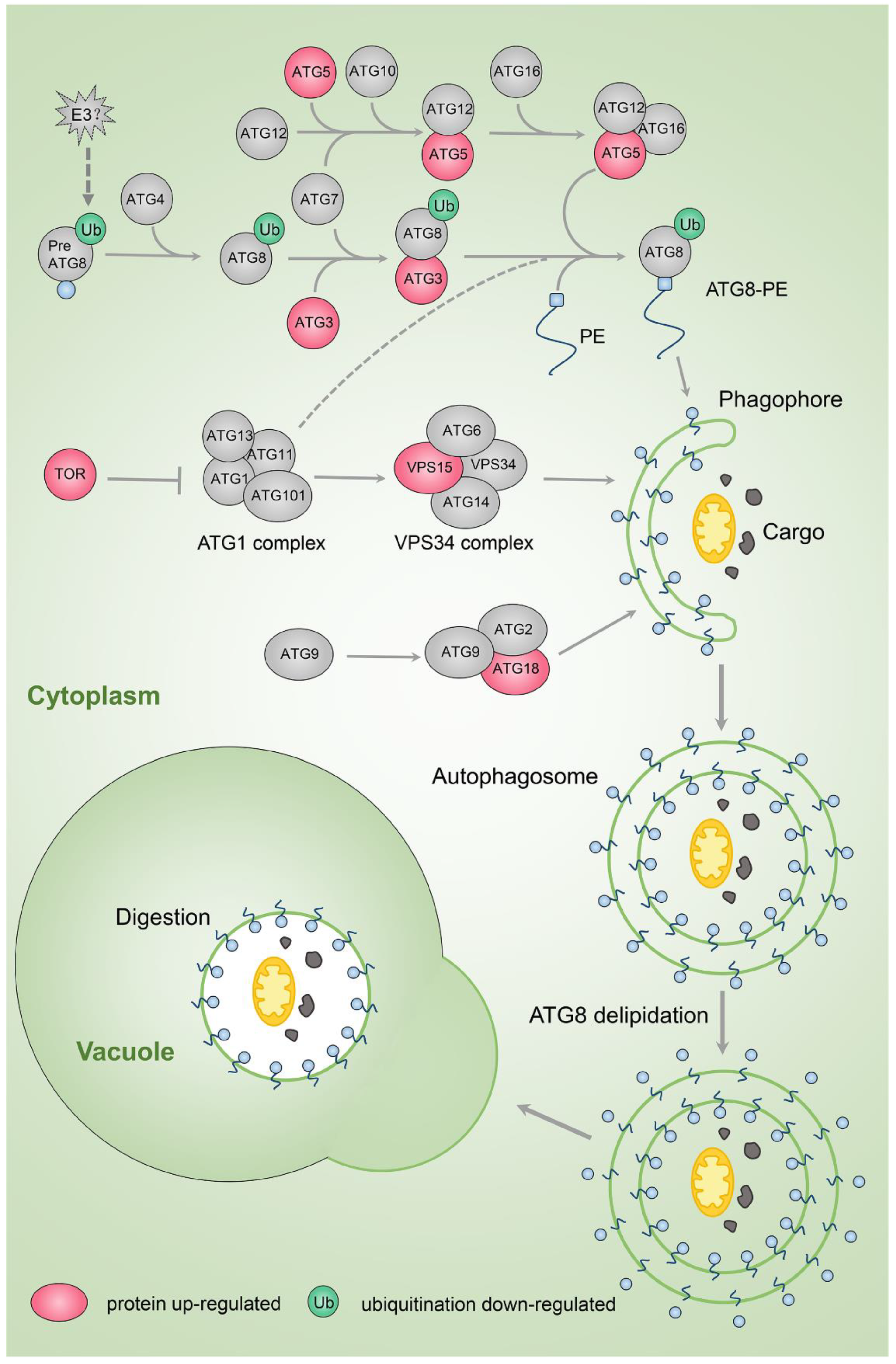 Proteome and Ubiquitome Changes during Rose Petal Senescence