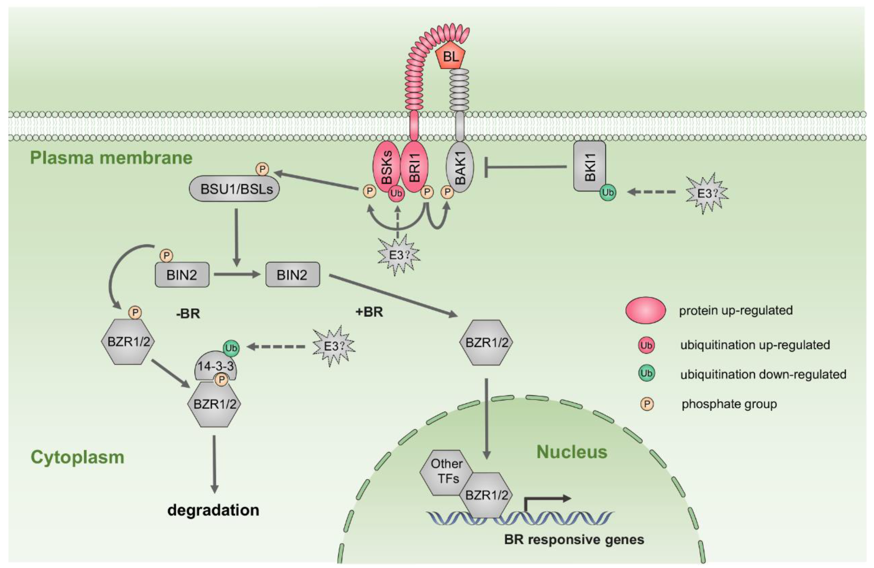 Ijms 20 06108 g006 Ijms 20 06108 g006