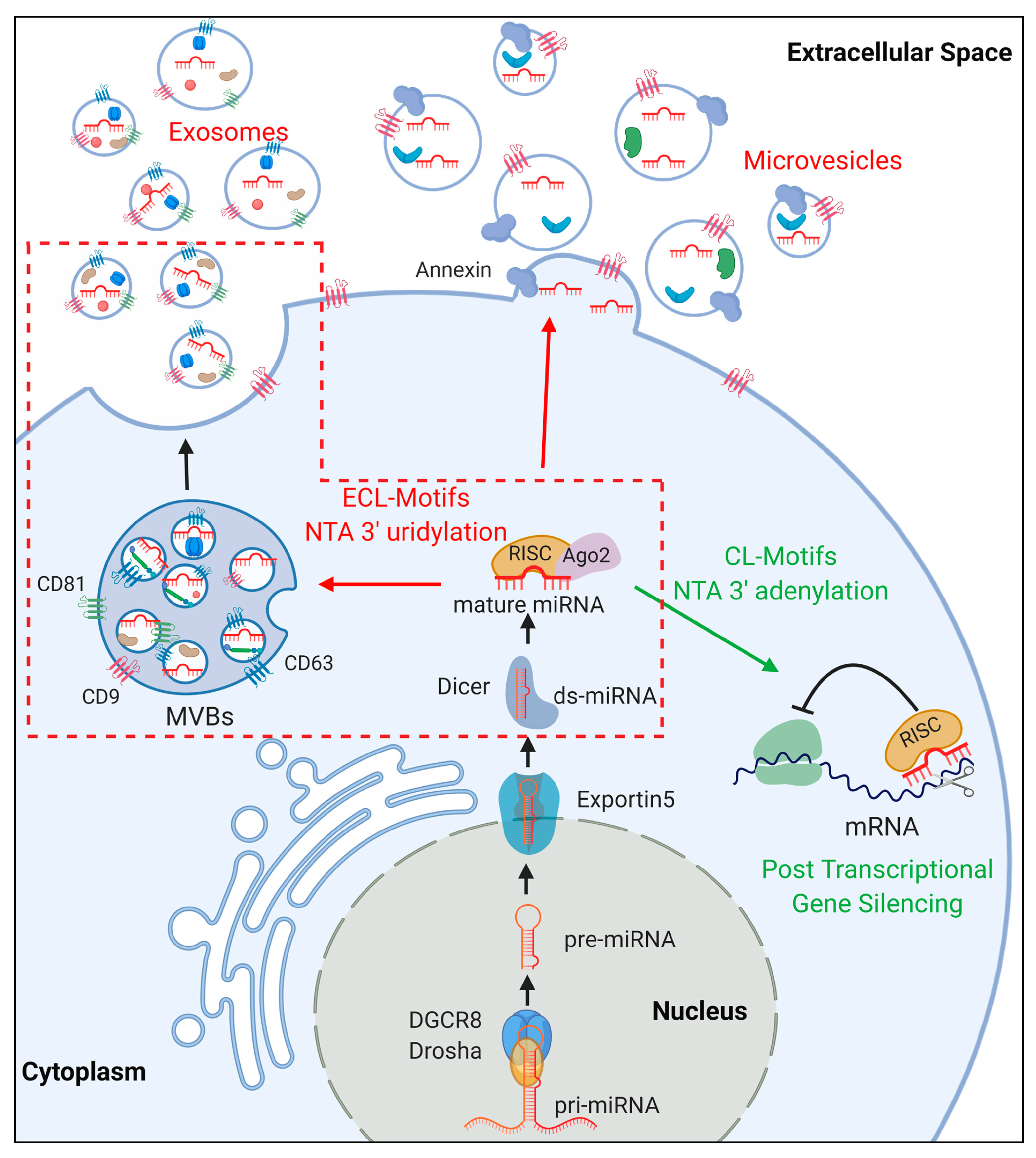 Ijms Free Full Text Cancer Derived Extracellular Vesicle Associated Micrornas In Intercellular Communication One Cell S Trash Is Another Cell S Treasure Html
