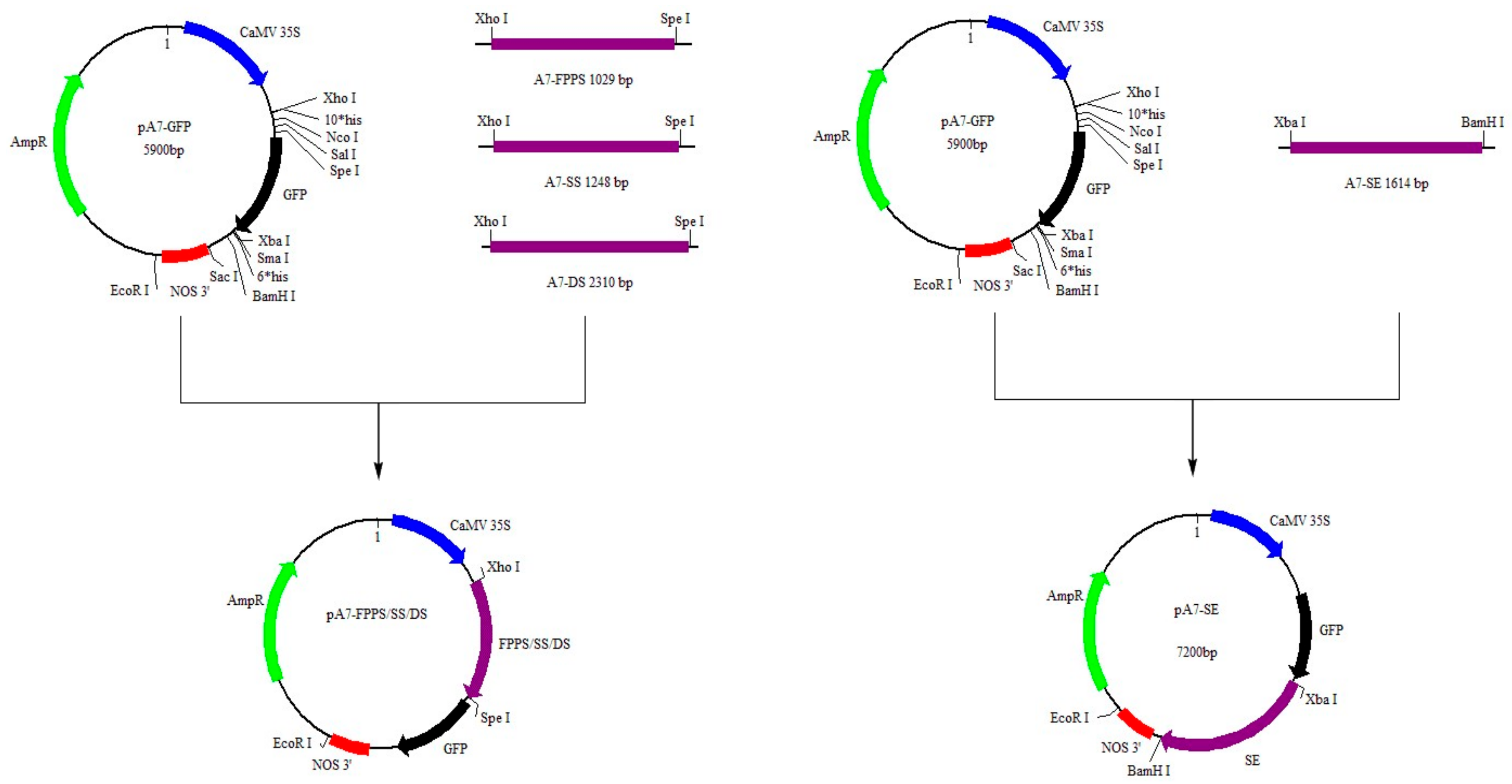 Ijms 20 06121 g008 Ijms 20 06121 g008
