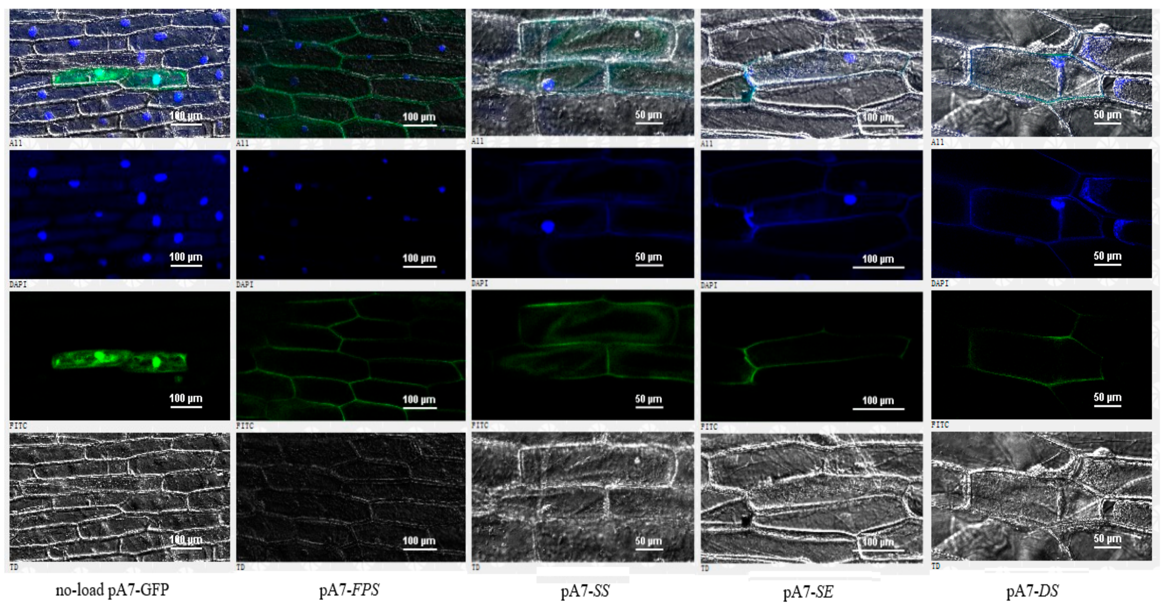 Ijms 20 06121 g009 Ijms 20 06121 g009