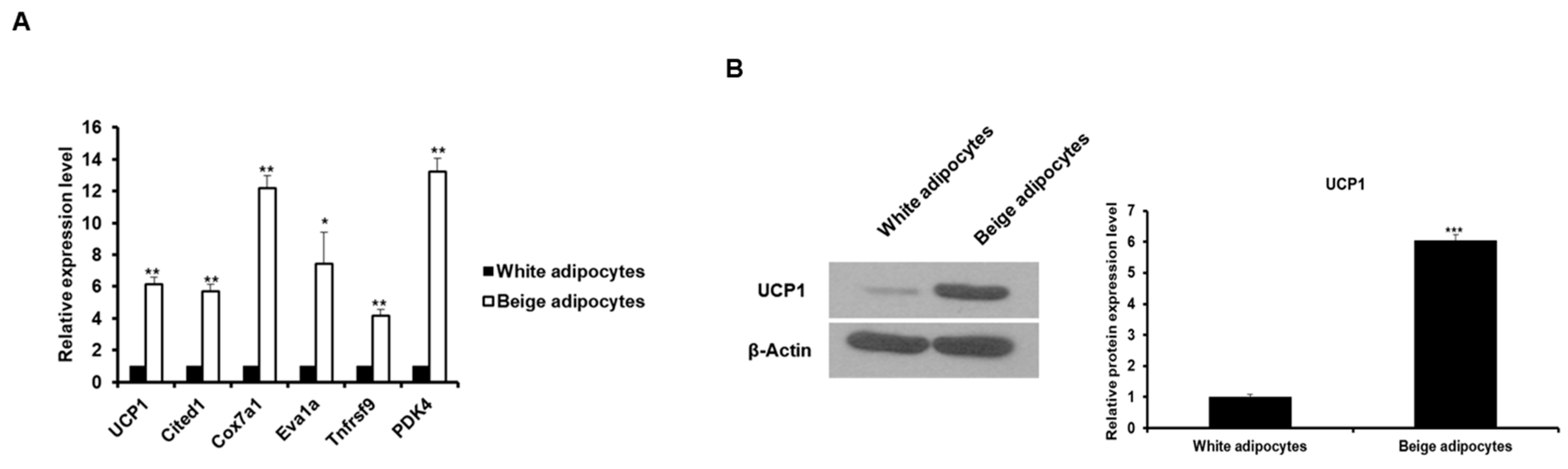 Ijms 20 06128 g004 Ijms 20 06128 g004