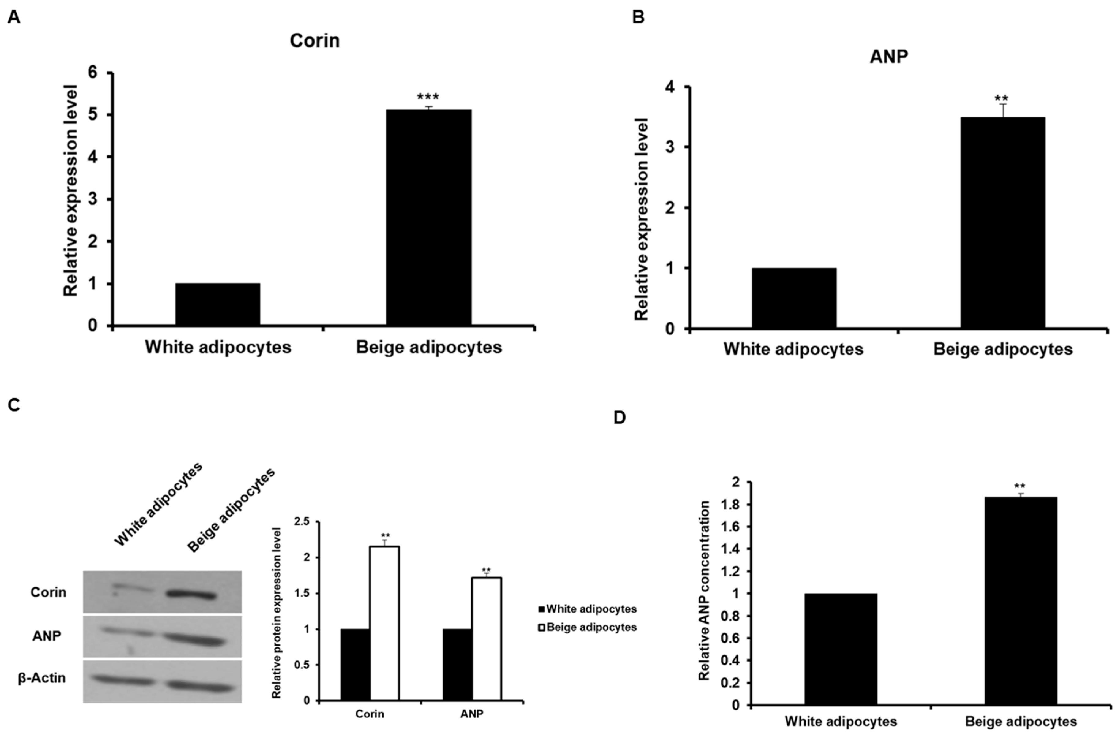 Ijms 20 06128 g005 Ijms 20 06128 g005