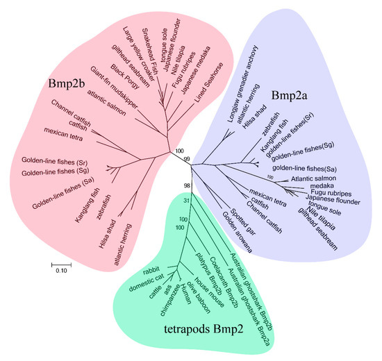 A Comparative Genomic and Transcriptional Survey Providing