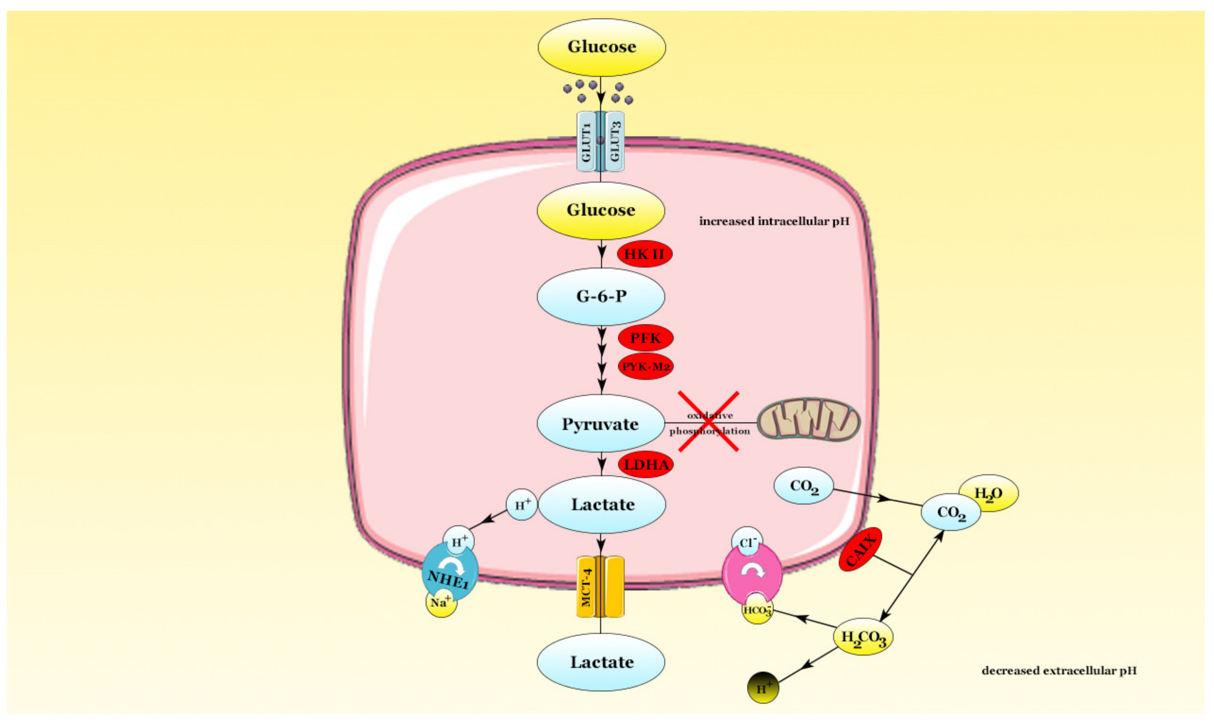 Hypoxia : The Tolerable Limits 低酸素症 許容限界 2019年ノーベル生理学・医学賞受賞に関連する研究用製品をご紹介