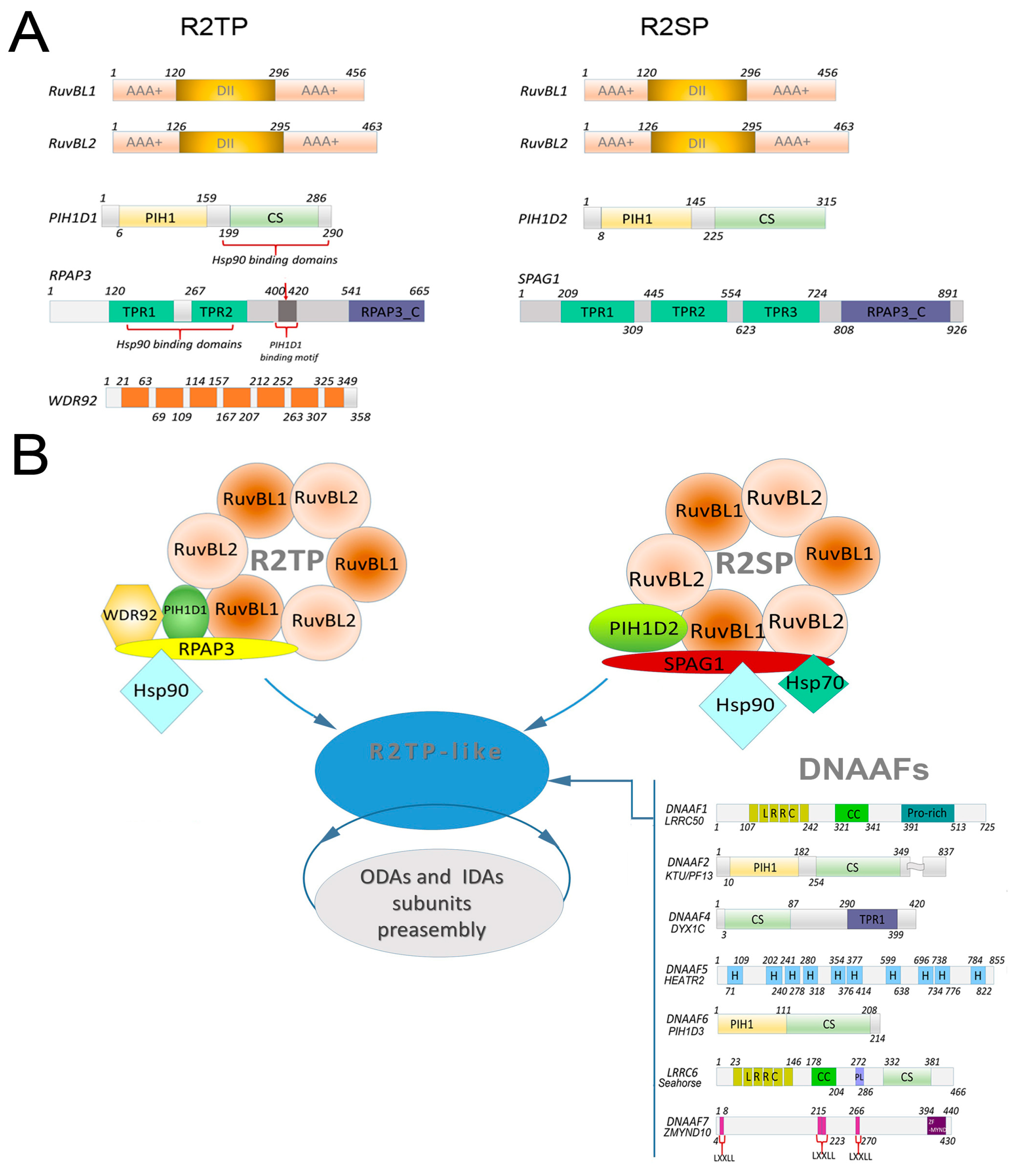 Ijms 20 06174 g002 Ijms 20 06174 g002