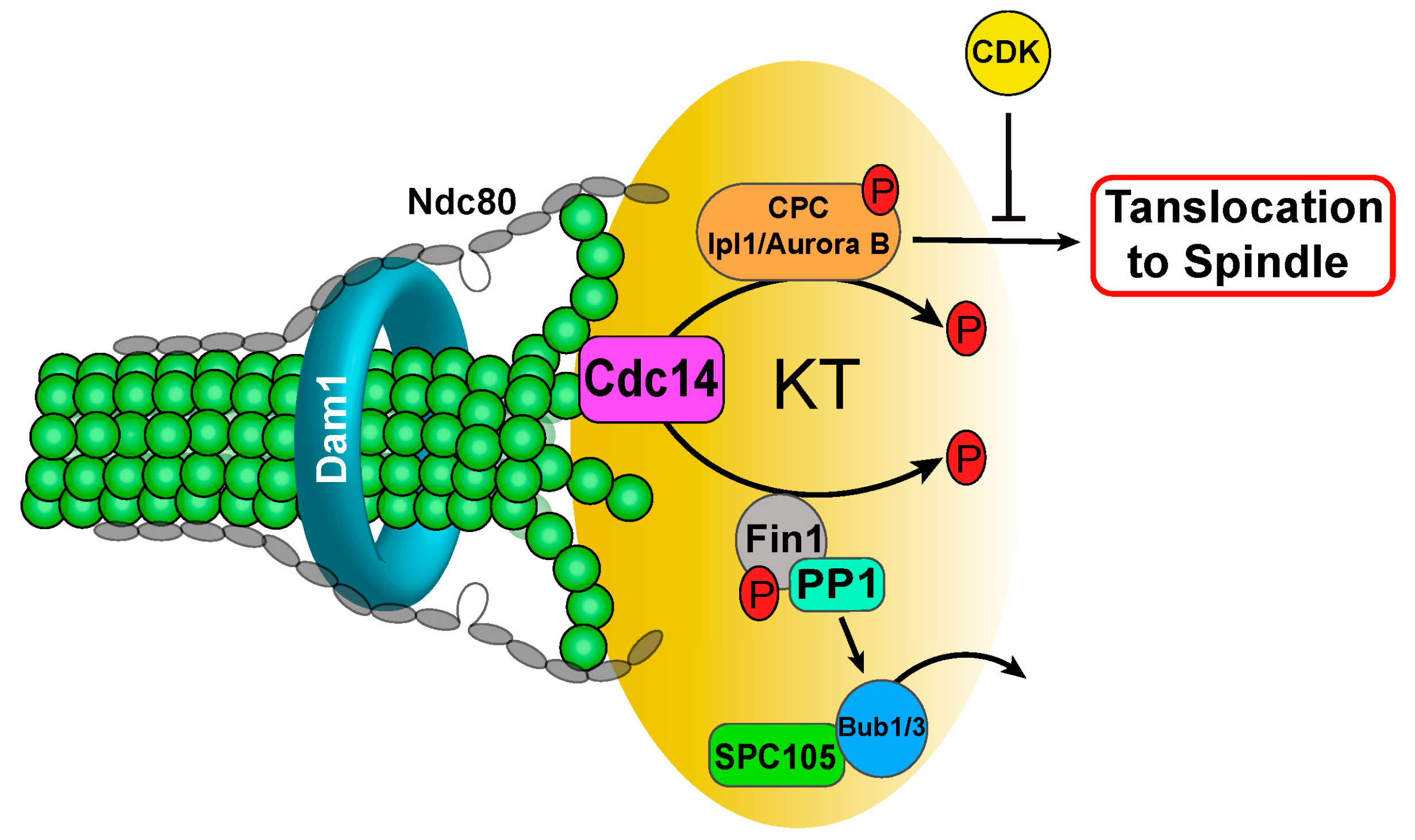 Ijms Free Full Text The Opposing Functions Of Protein Kinases And Phosphatases In Chromosome Bipolar Attachment Html