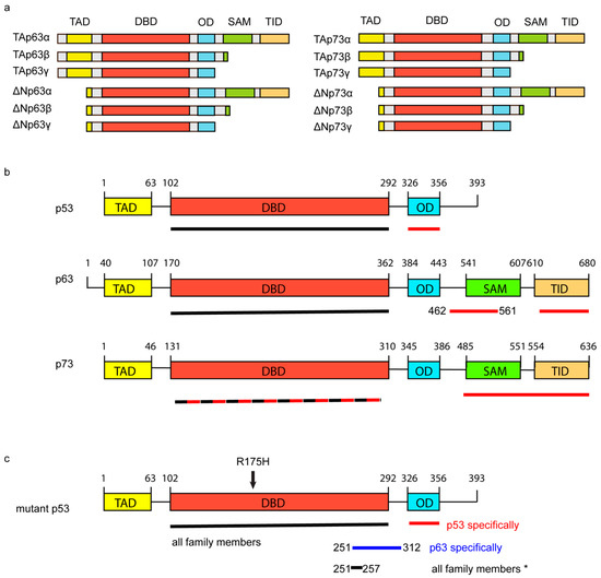 The Diverse Functions of Mutant 53, Its Family Members and