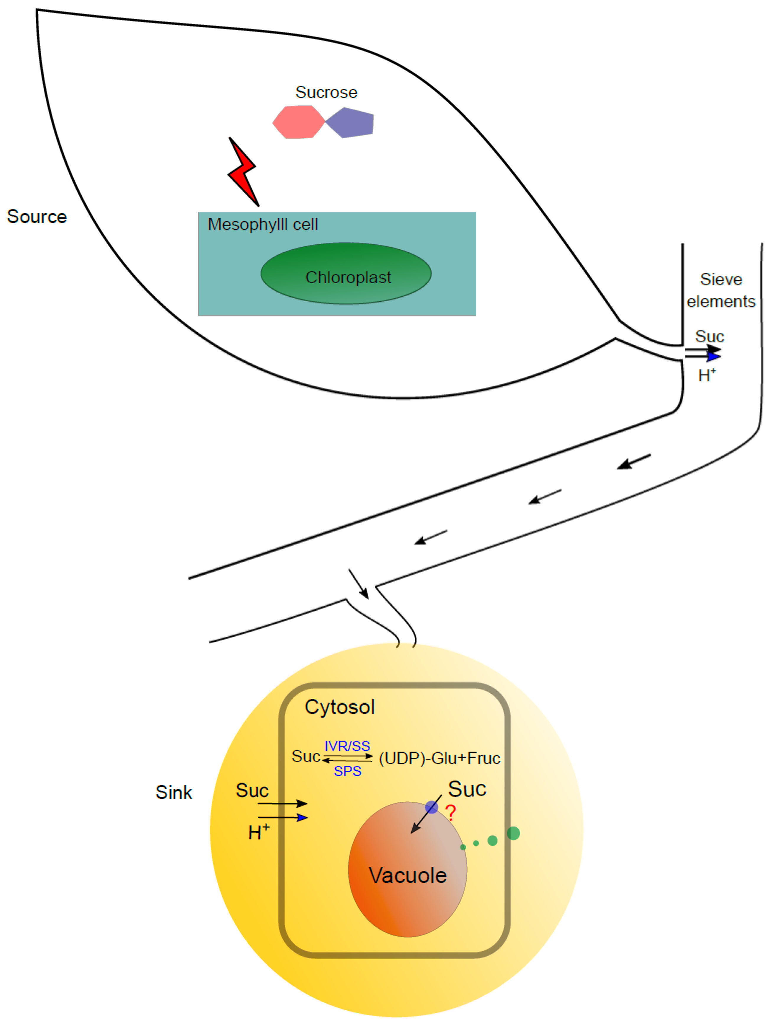 Ijms 20 06194 g002