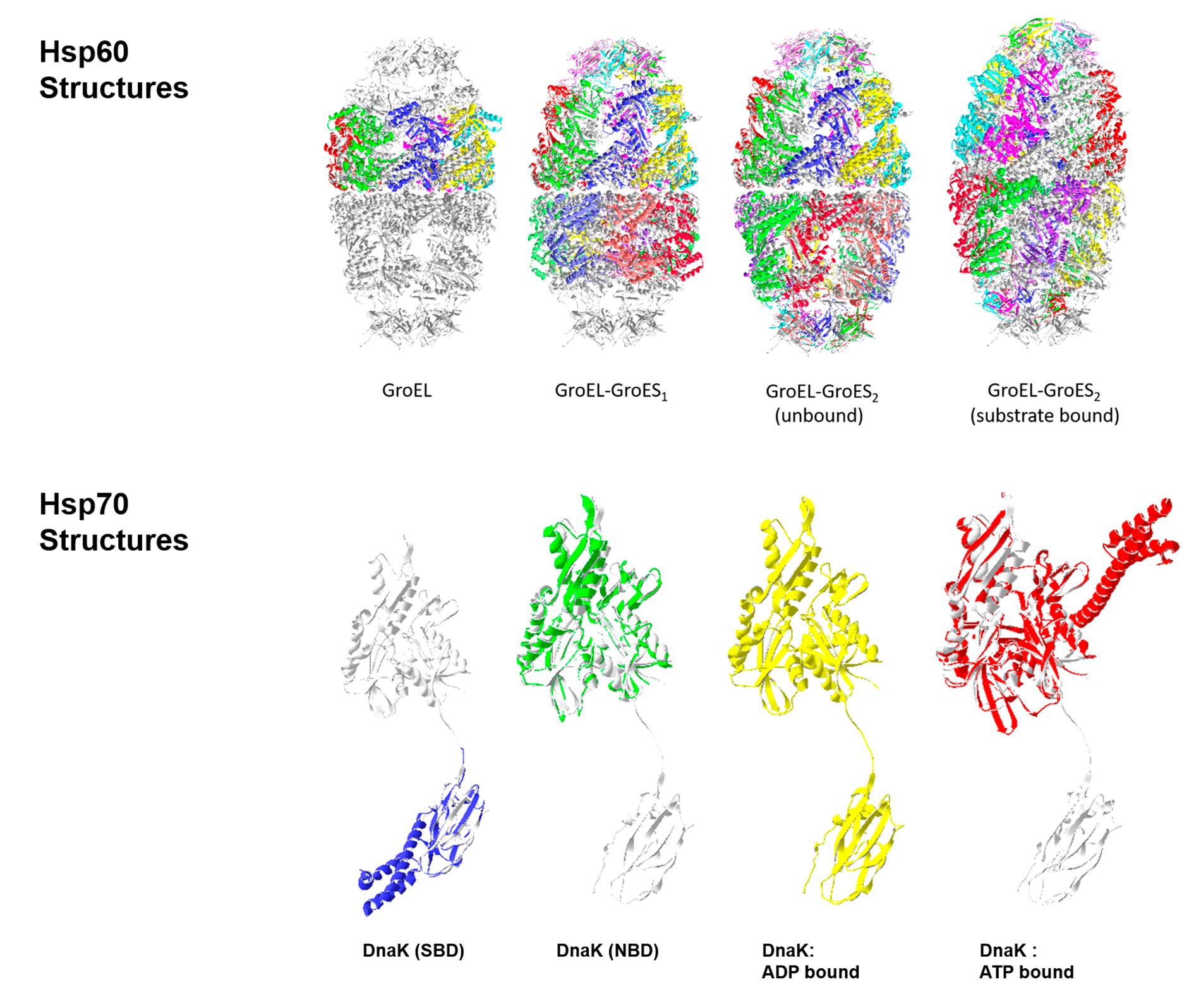 molecular chaperone definition molecular chaperone definition