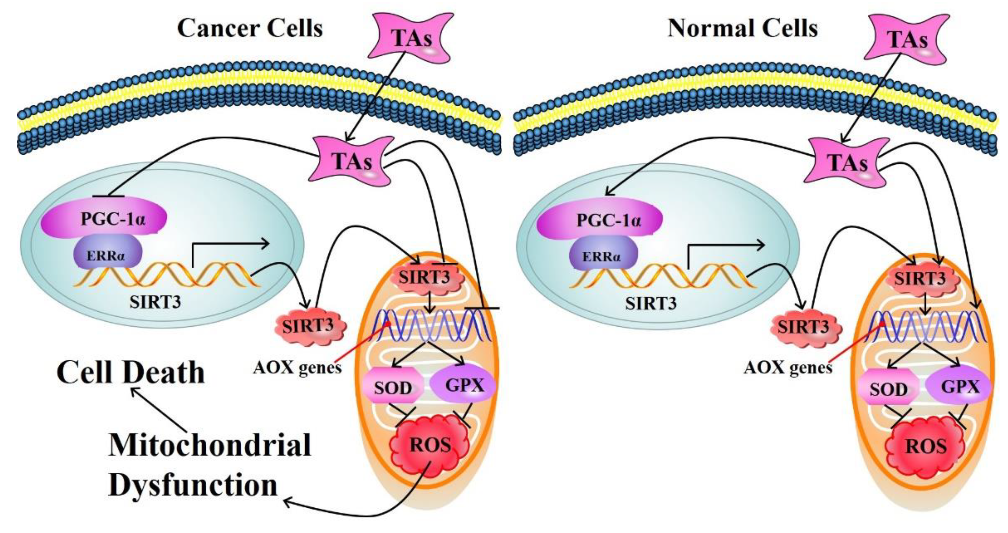 Health Functions and Related Molecular Mechanisms of Tea
