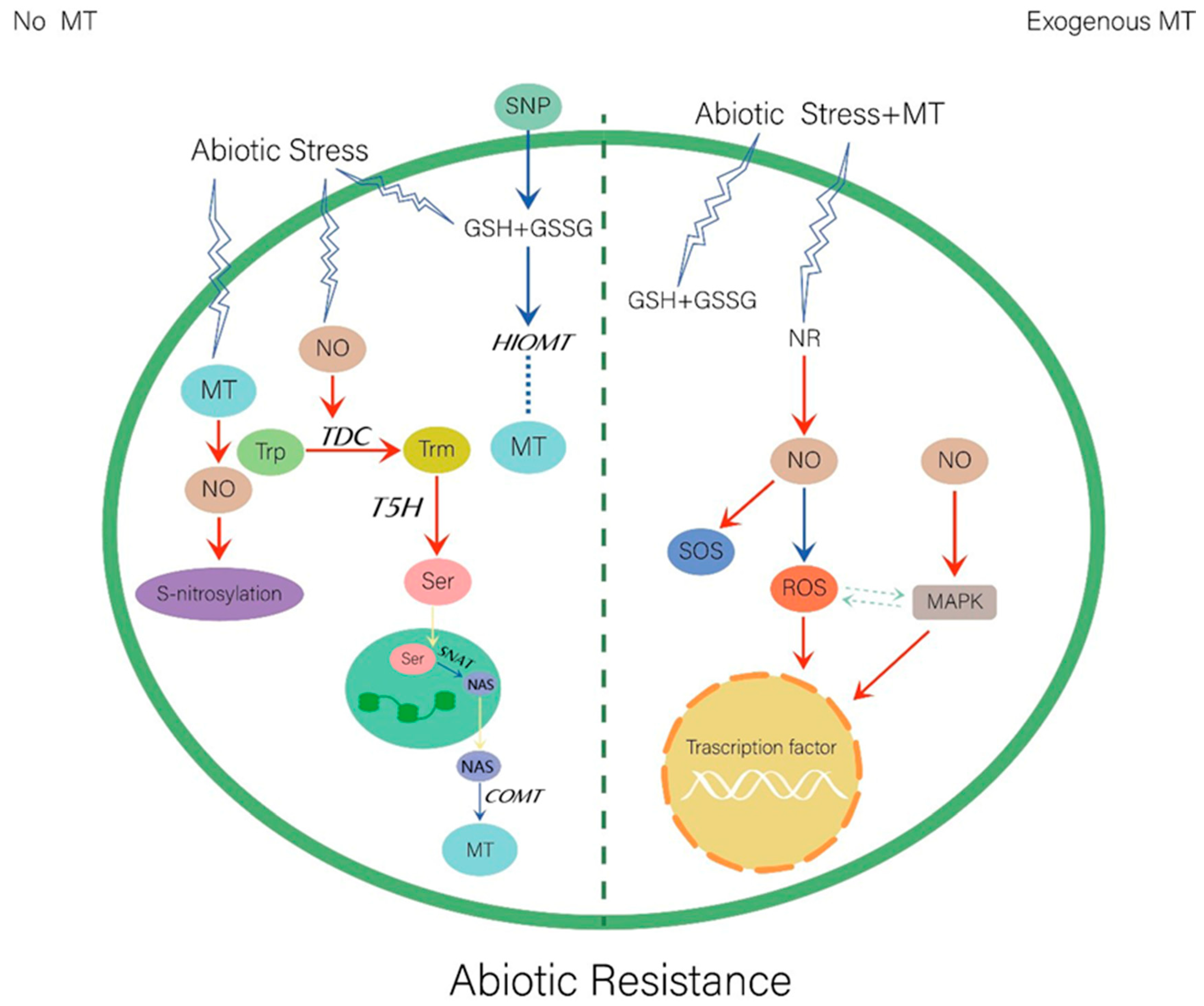 Ijms 20 06200 g001 Ijms 20 06200 g001