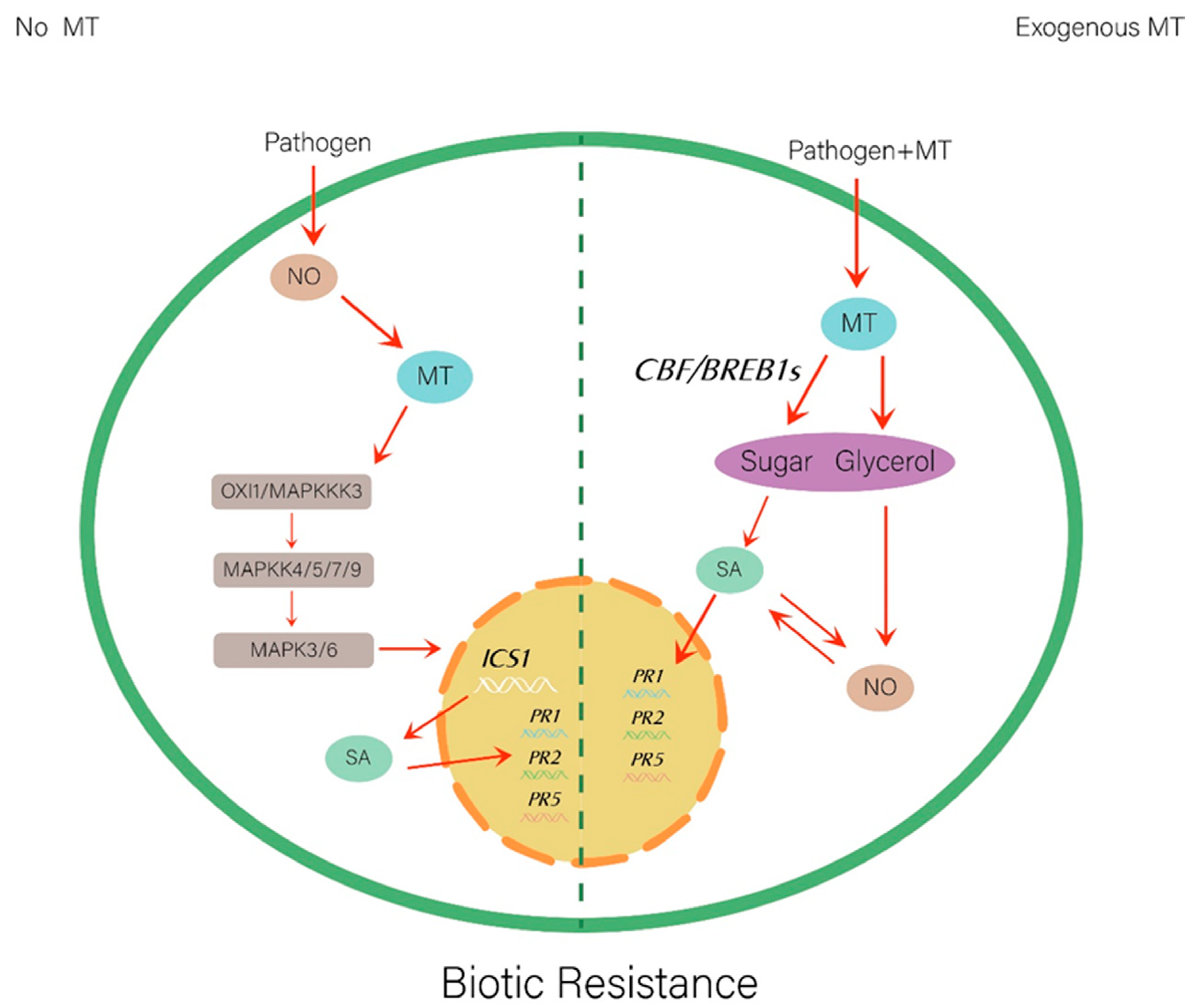 Ijms 20 06200 g002 Ijms 20 06200 g002